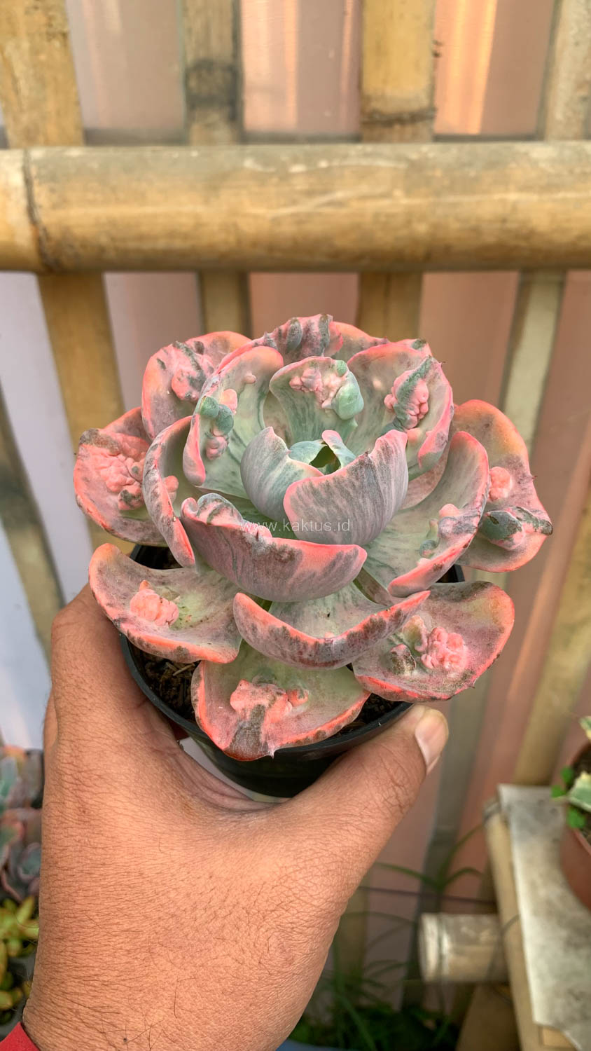 1308. Echeveria Beyonce Variegated - Image 13