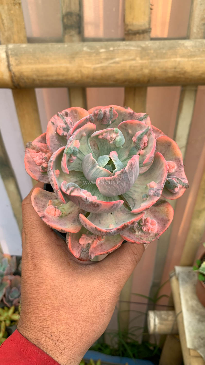1308. Echeveria Beyonce Variegated - Image 11