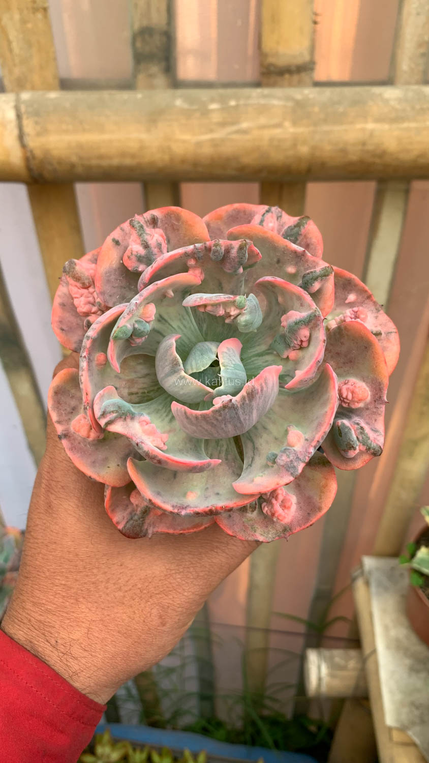 1308. Echeveria Beyonce Variegated - Image 10