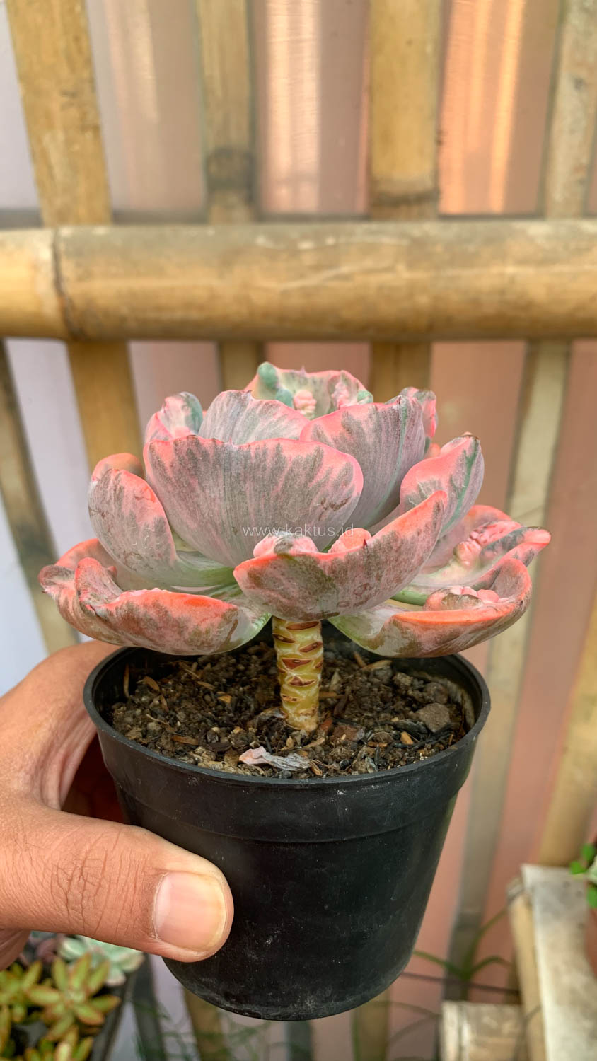 1308. Echeveria Beyonce Variegated - Image 21