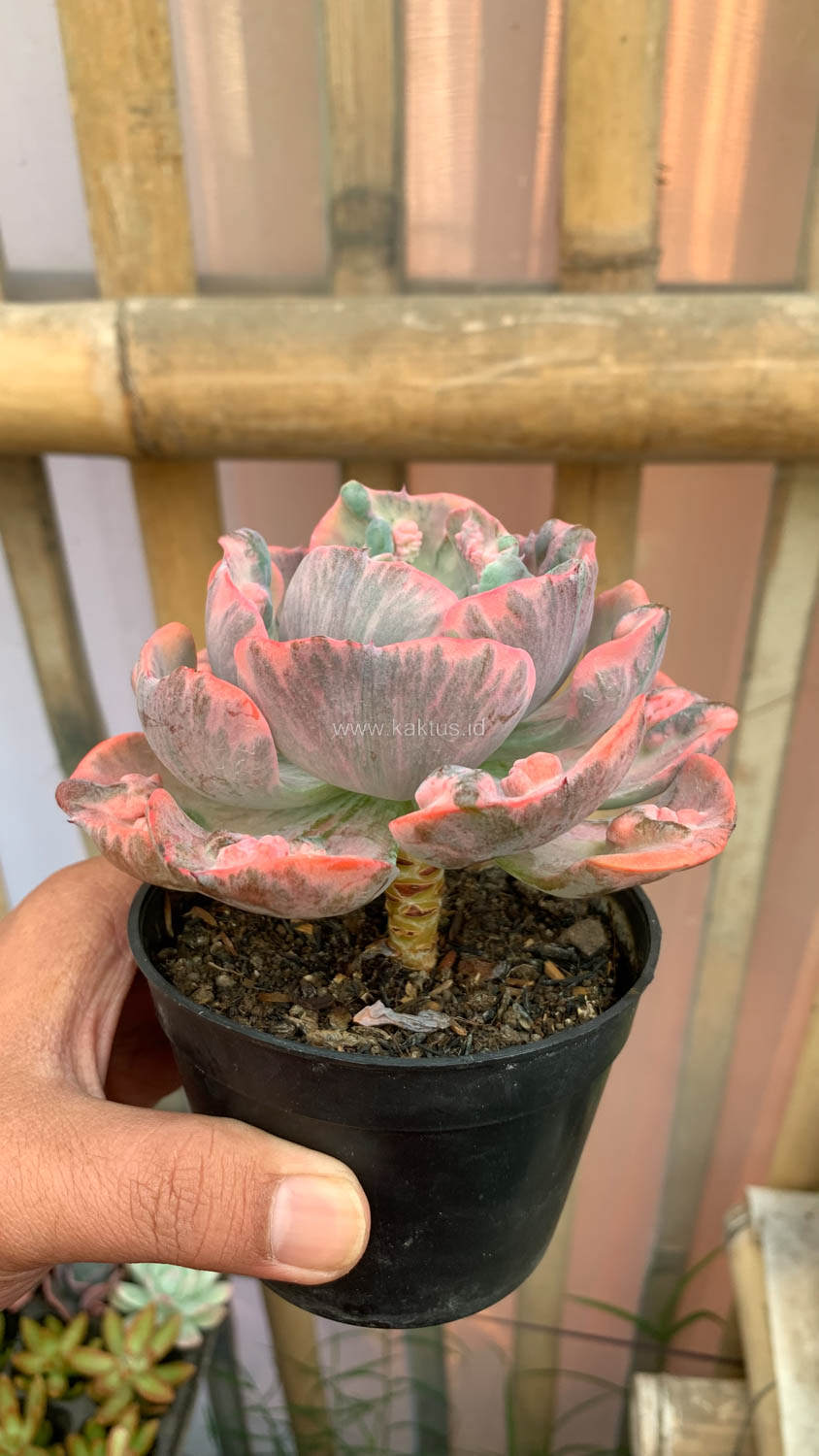1308. Echeveria Beyonce Variegated - Image 22