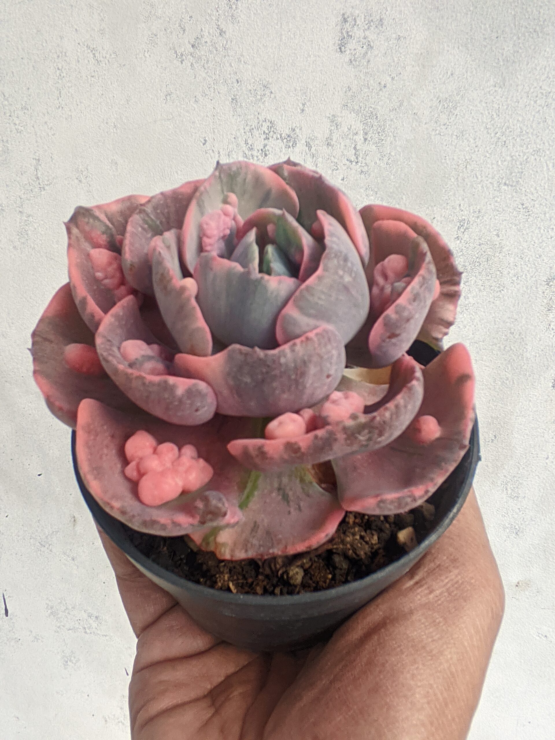 1308. Echeveria Beyonce Variegated - Image 8
