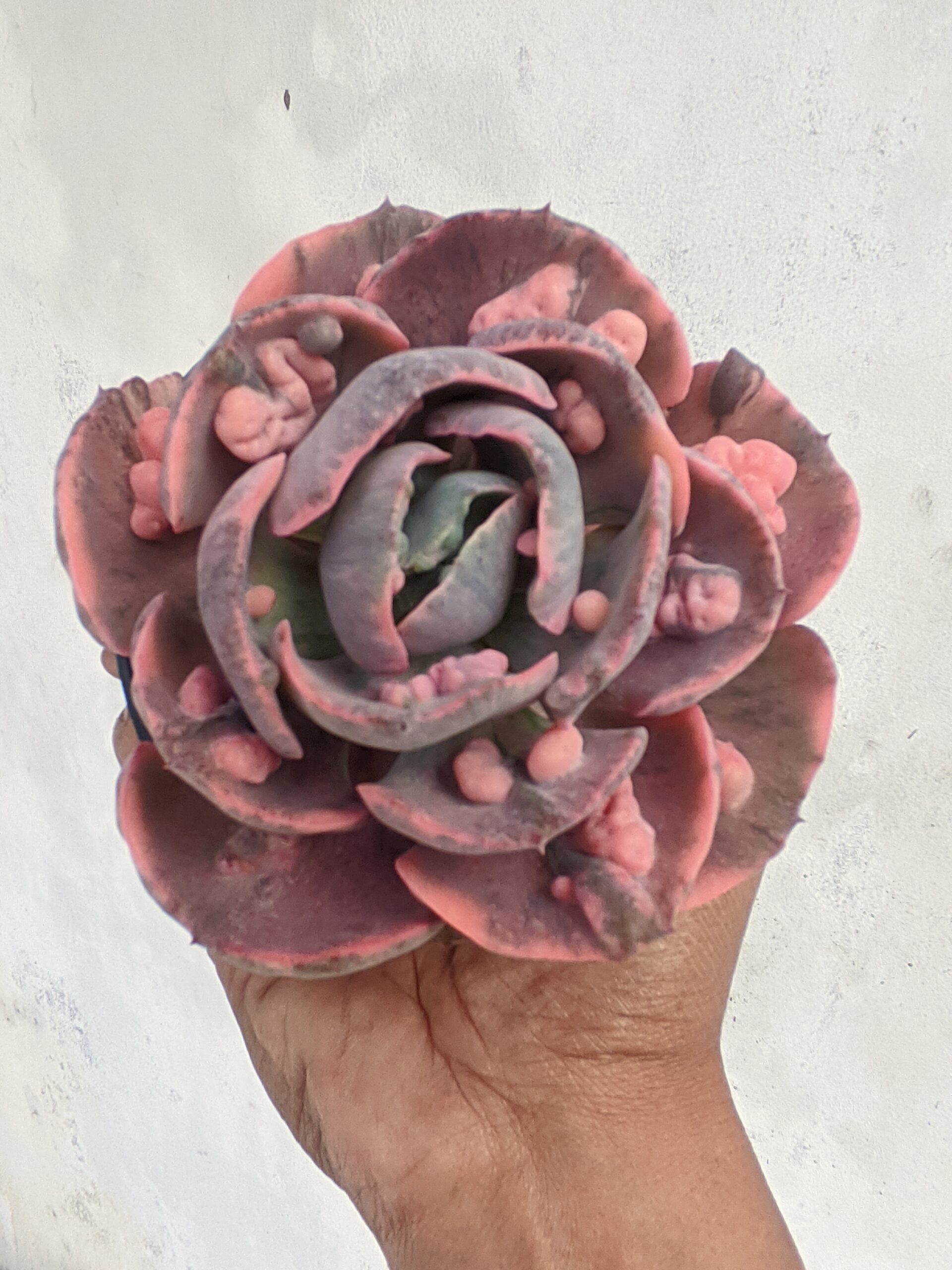 1308. Echeveria Beyonce Variegated - Image 12