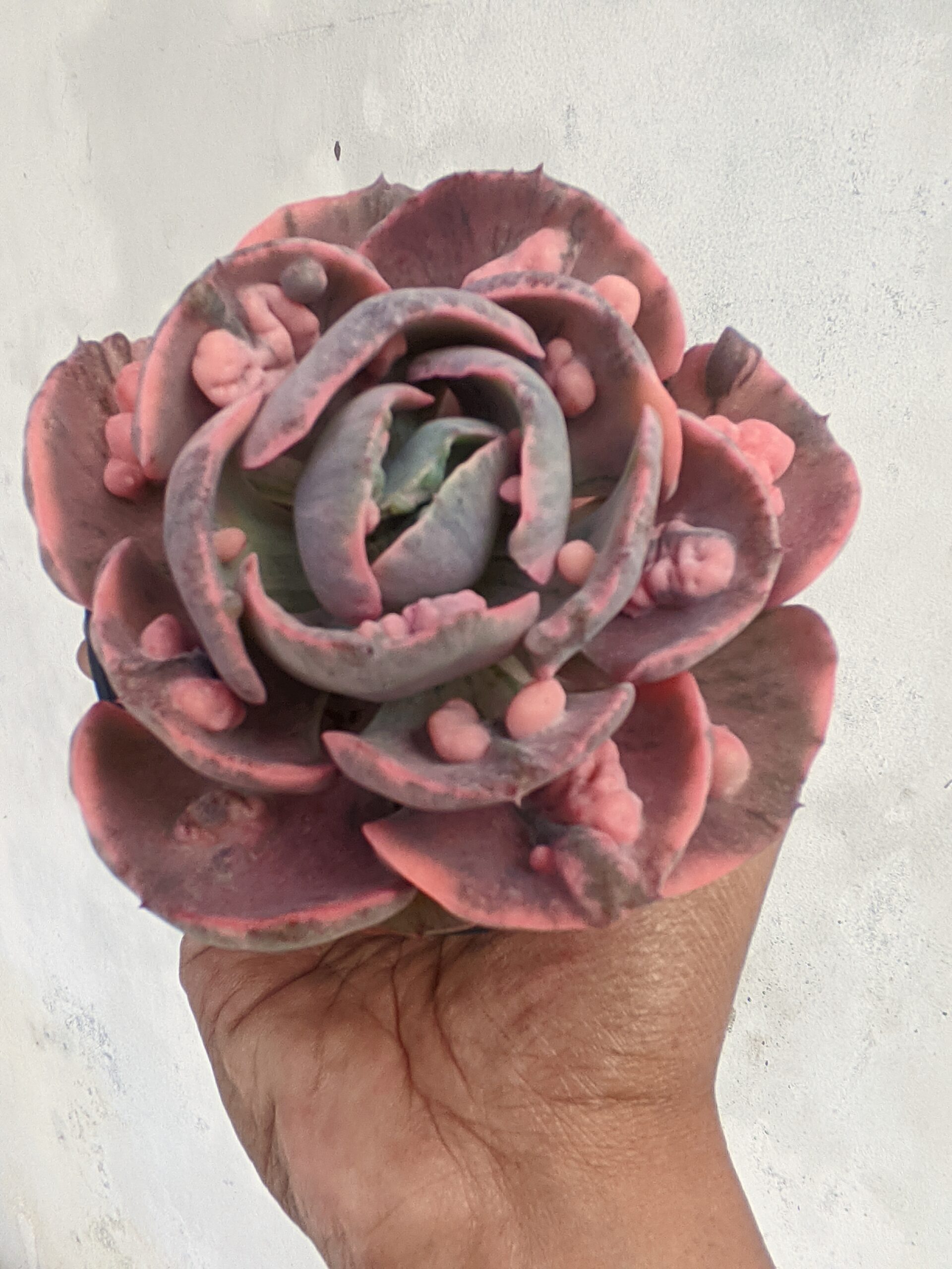 1308. Echeveria Beyonce Variegated - Image 6