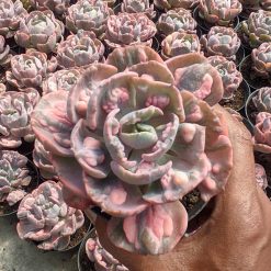 Alternative view of 1308. Echeveria Beyonce Variegated