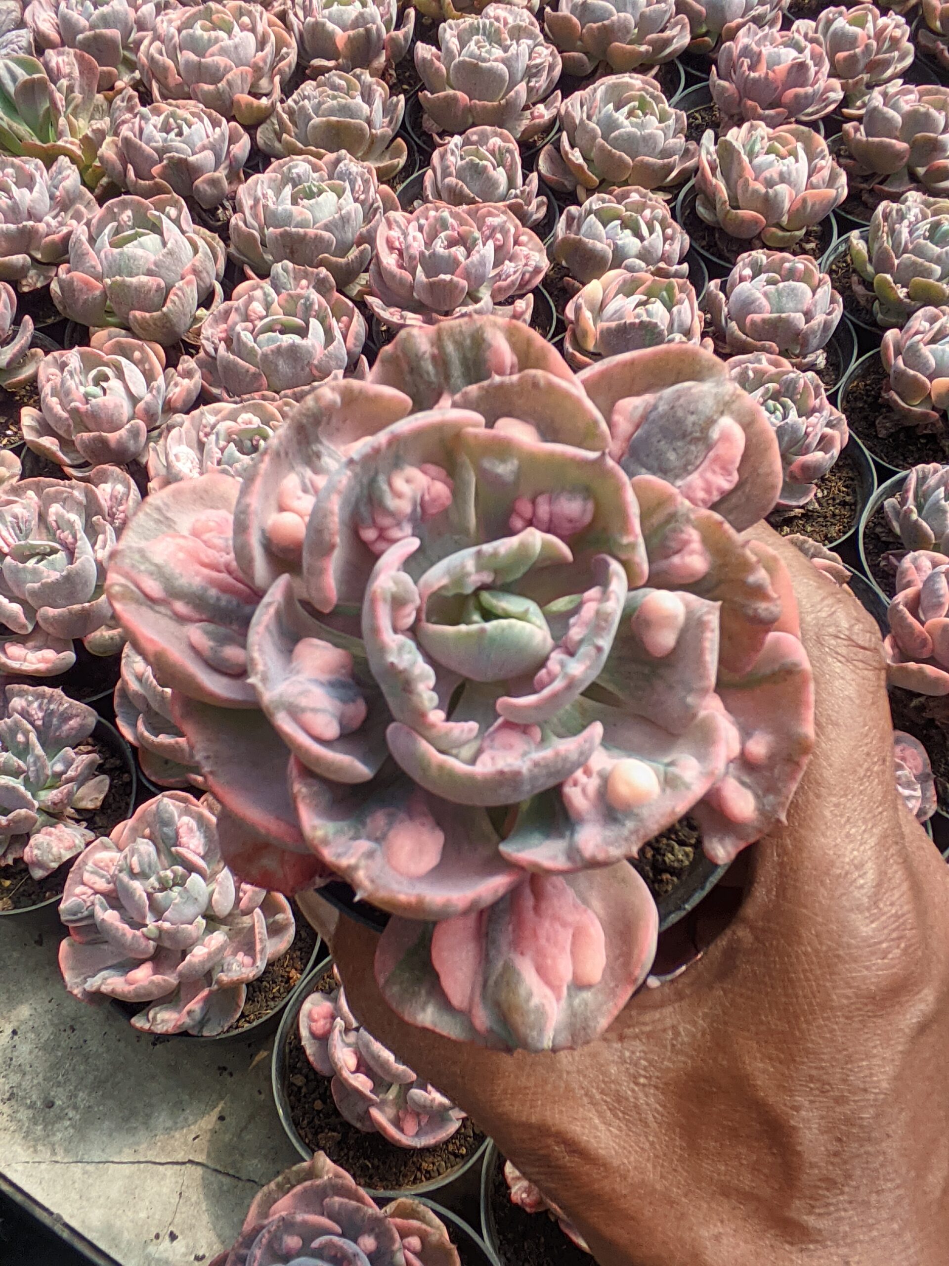 1308. Echeveria Beyonce Variegated - Image 2