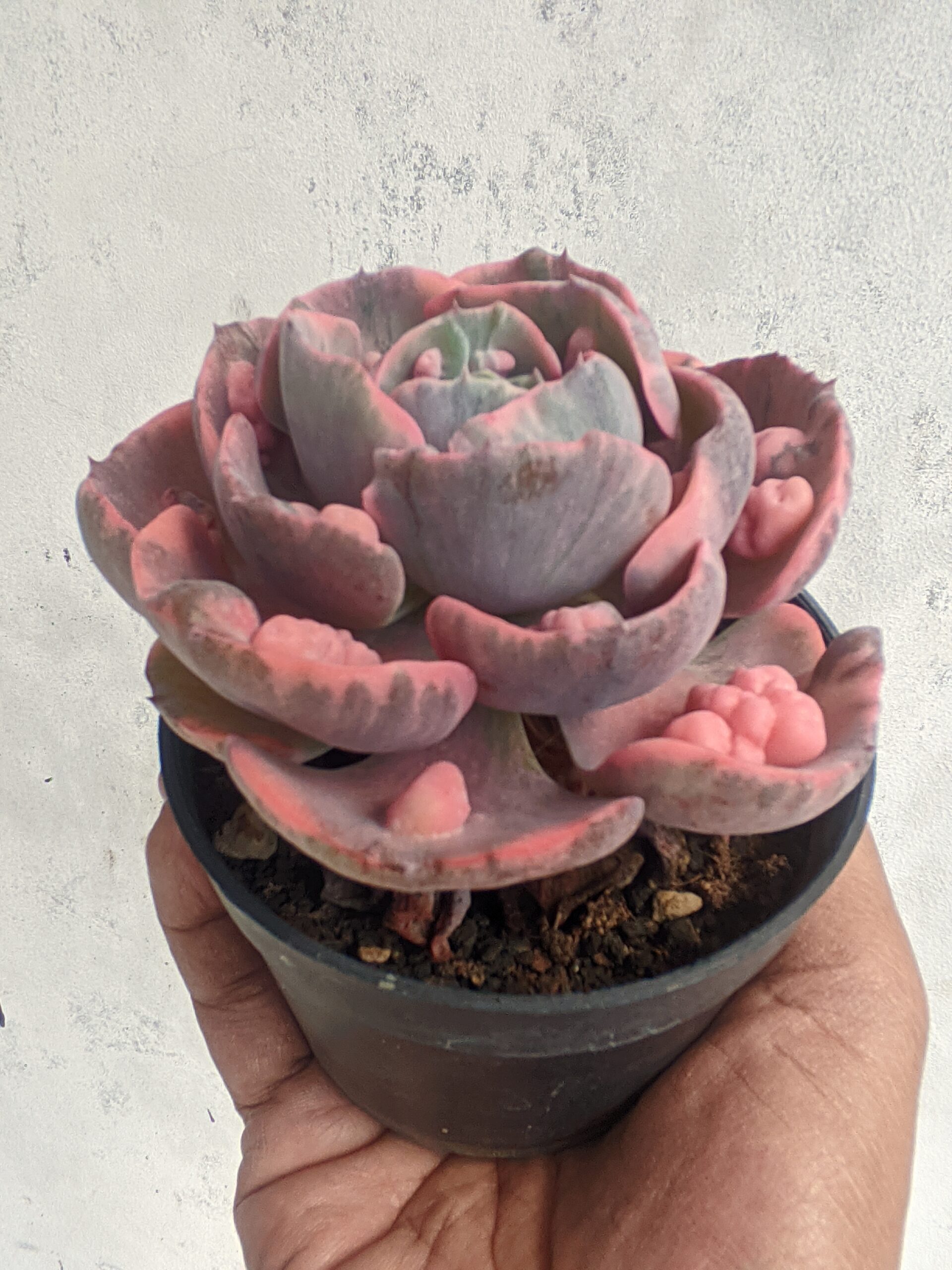 1308. Echeveria Beyonce Variegated - Image 4