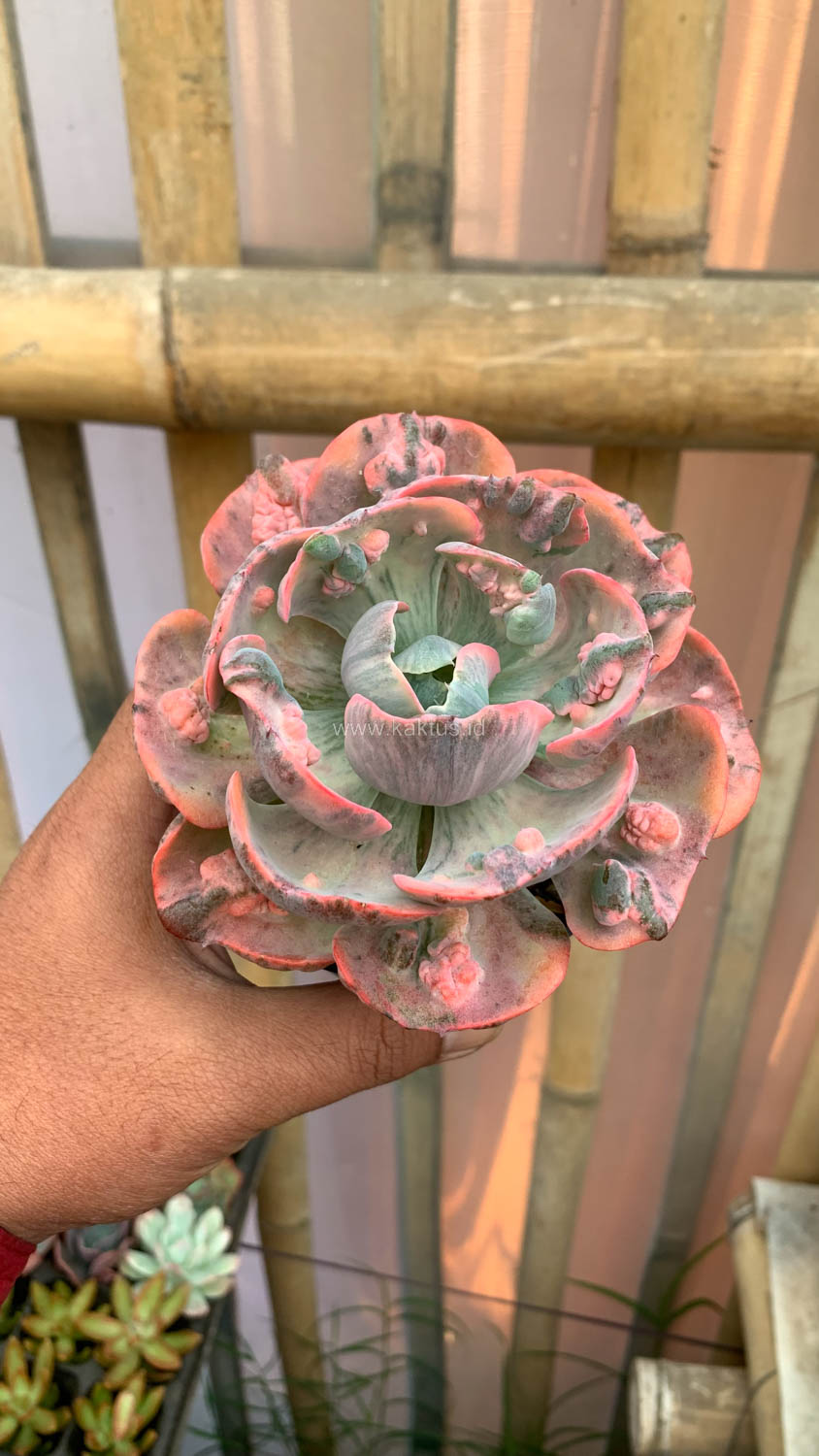 1308. Echeveria Beyonce Variegated - Image 20