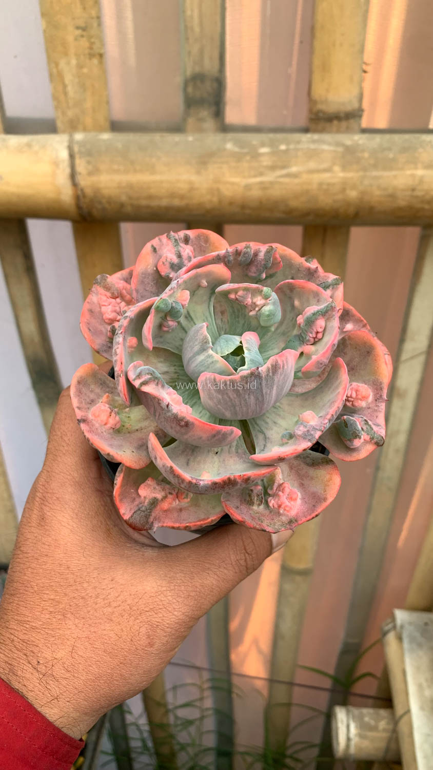 1308. Echeveria Beyonce Variegated - Image 19