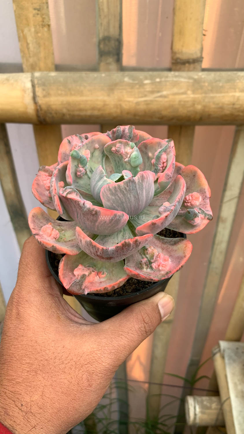 1308. Echeveria Beyonce Variegated - Image 18