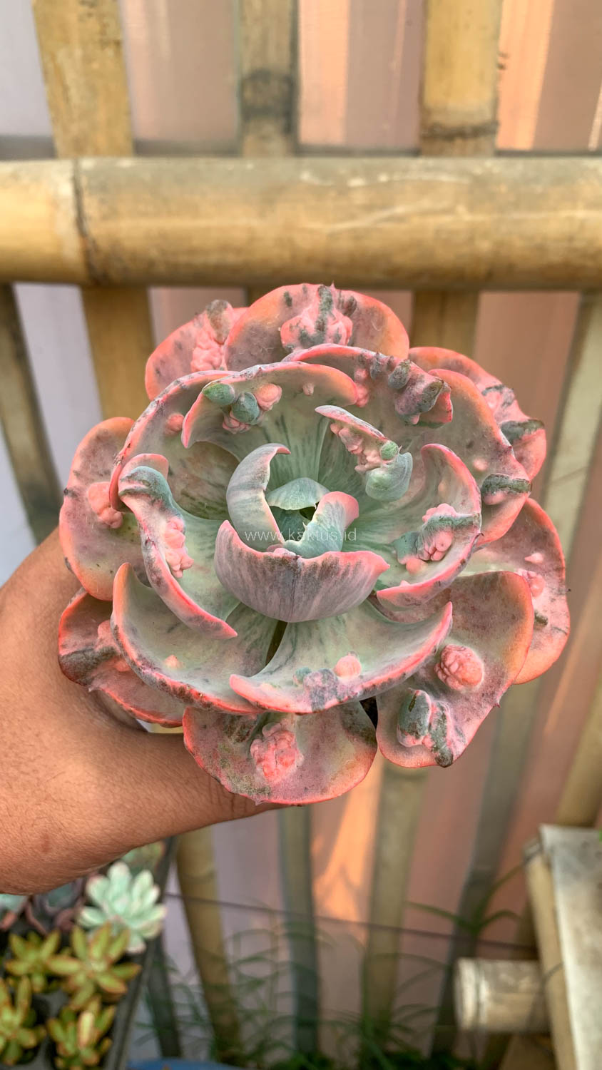 1308. Echeveria Beyonce Variegated - Image 17