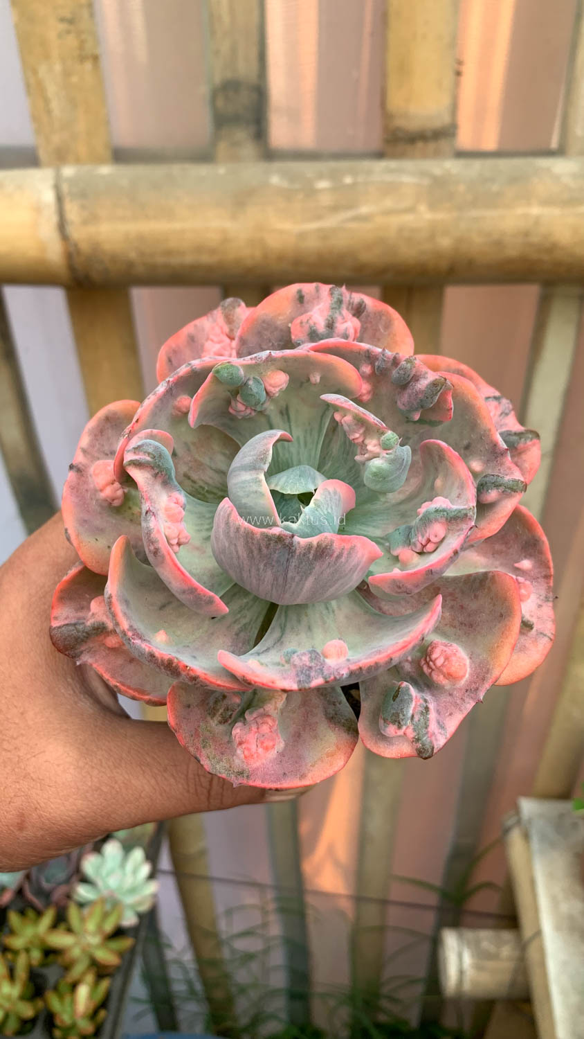 1308. Echeveria Beyonce Variegated - Image 16
