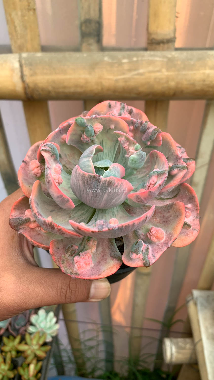 1308. Echeveria Beyonce Variegated - Image 15