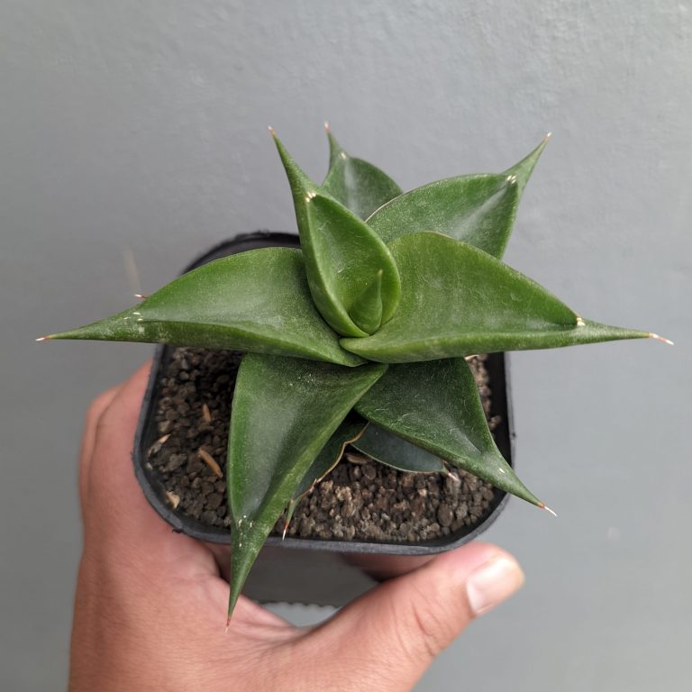 1309. Sansevieria Bimara