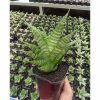 1310. Sansevieria Shinobi