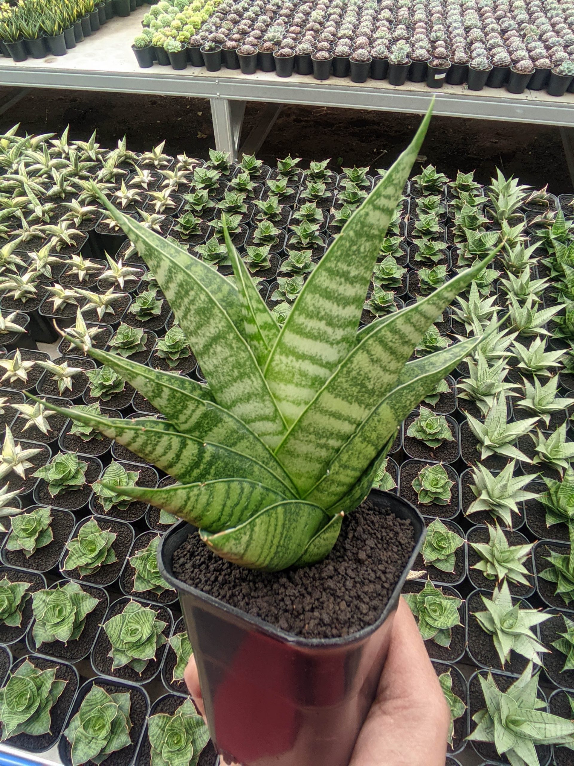 1310. Sansevieria Shinobi - Image 3