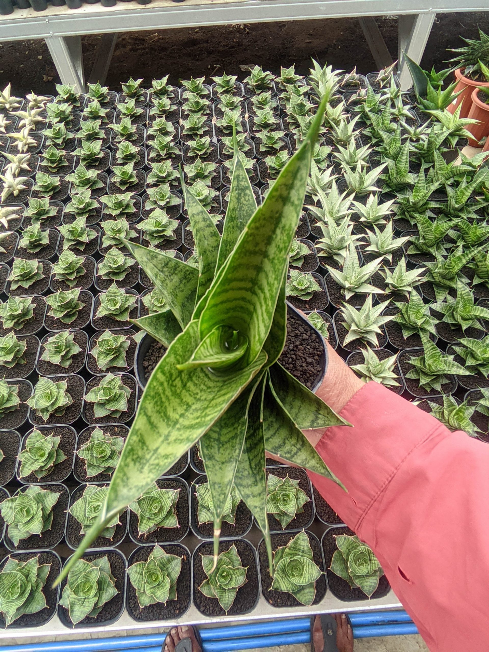 1310. Sansevieria Shinobi - Image 4