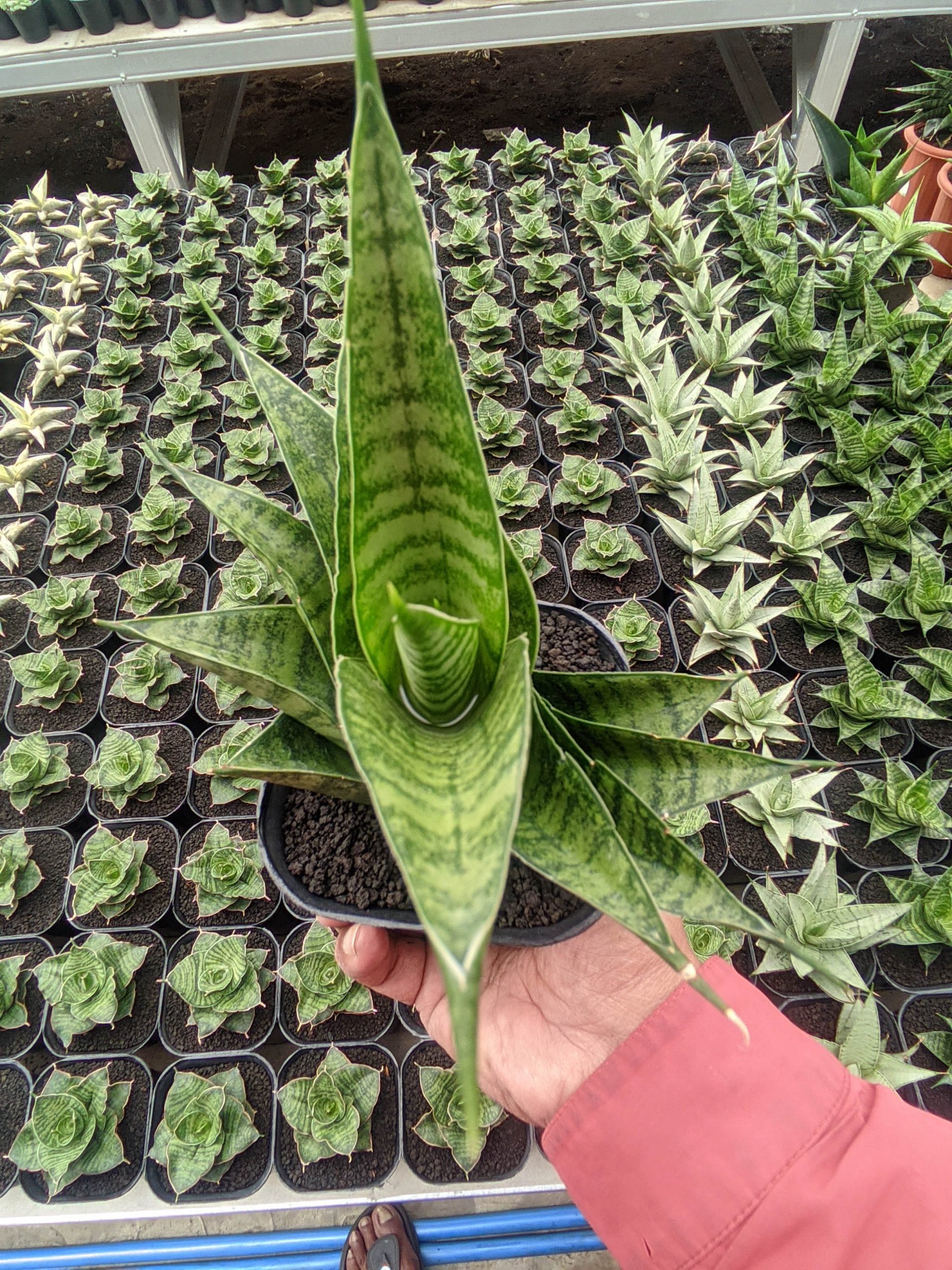 1310. Sansevieria Shinobi - Image 5