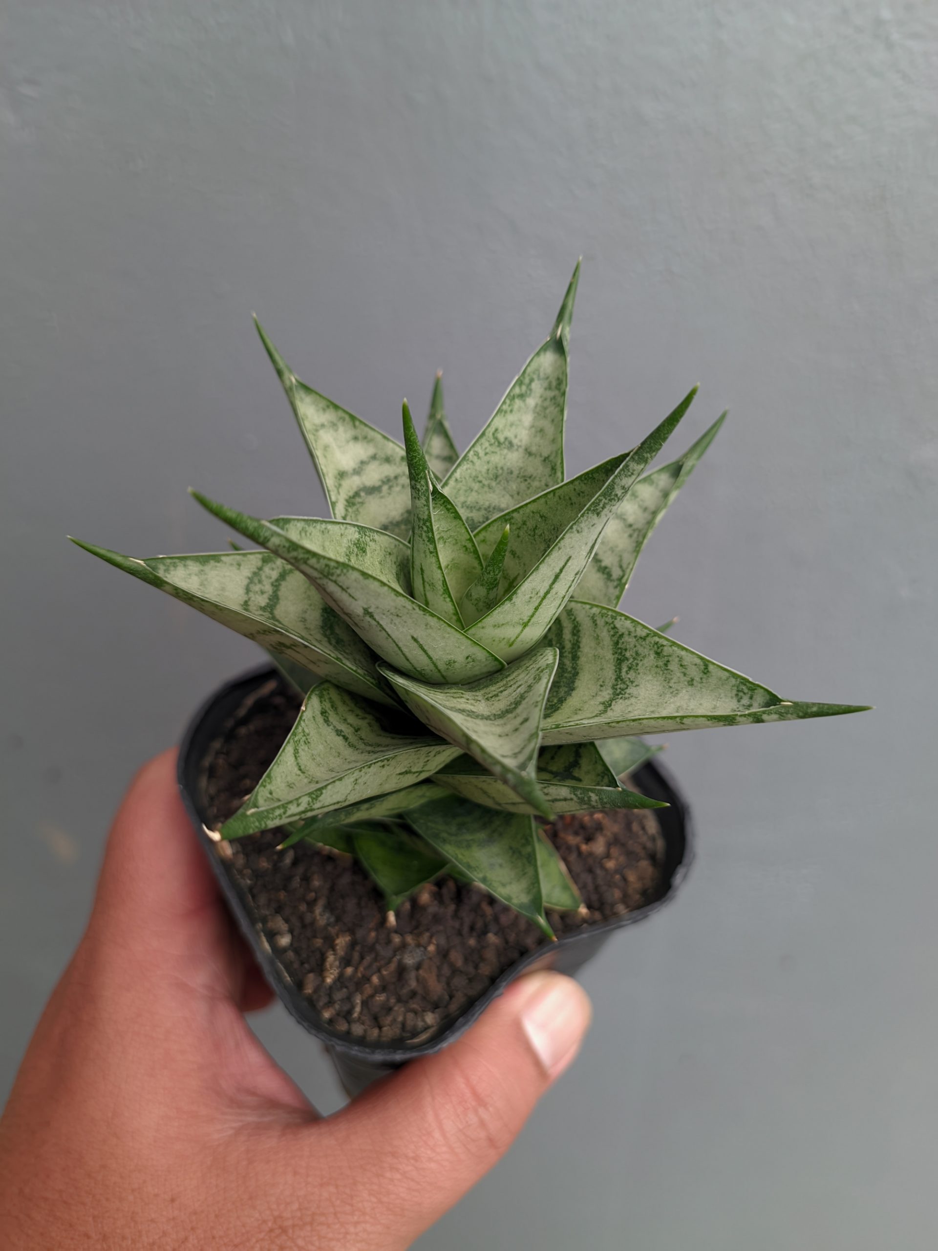 1311. Sansevieria Zora - Image 3