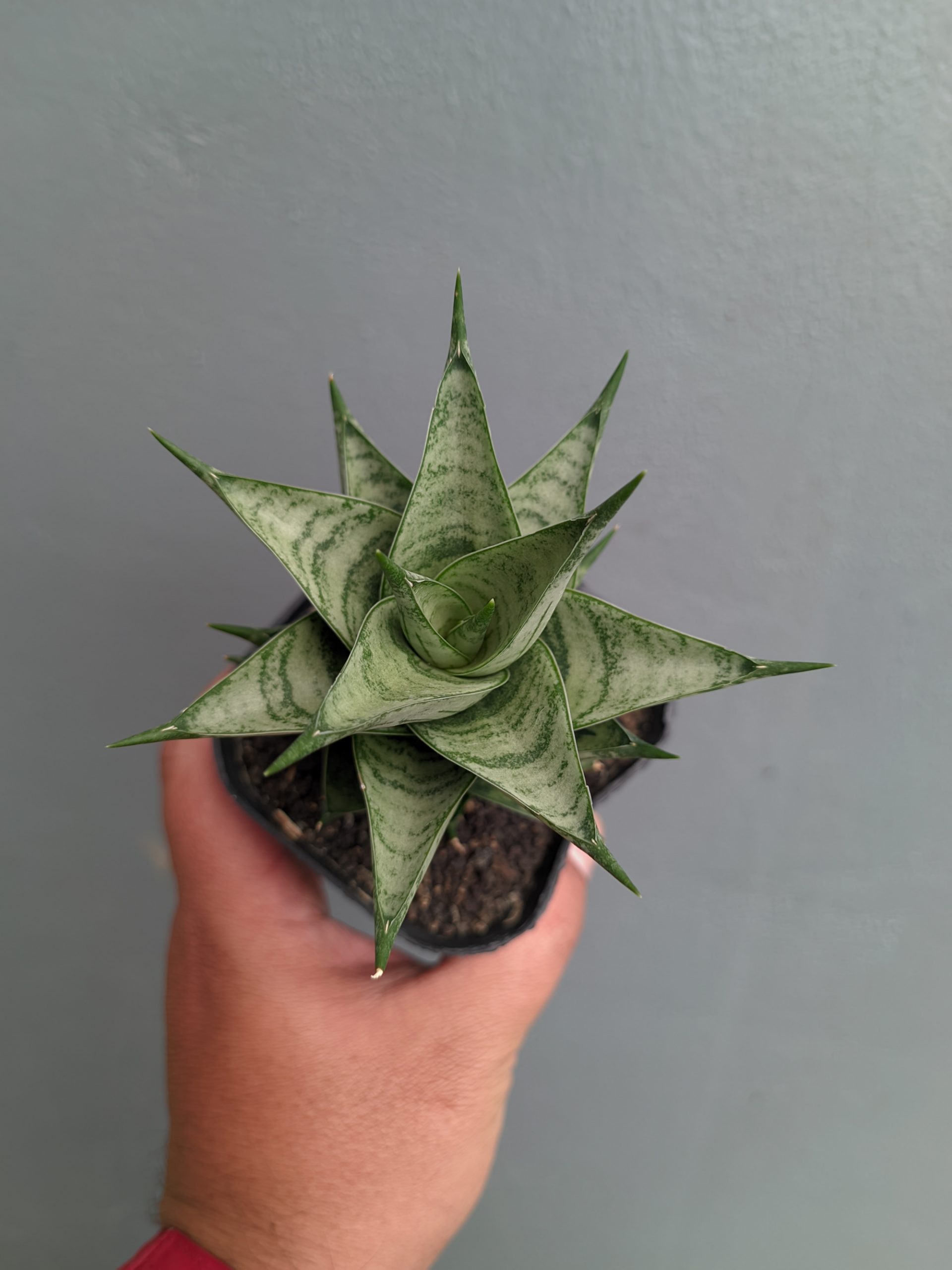 1311. Sansevieria Zora - Image 11
