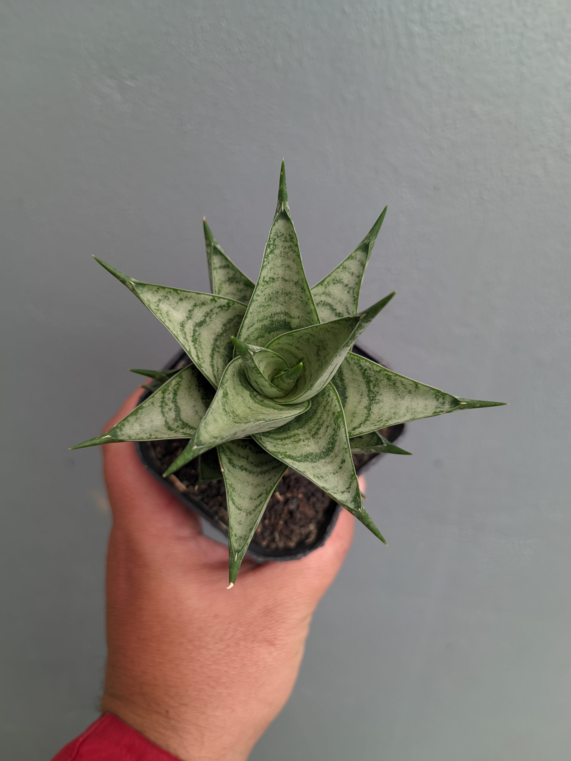 1311. Sansevieria Zora - Image 12