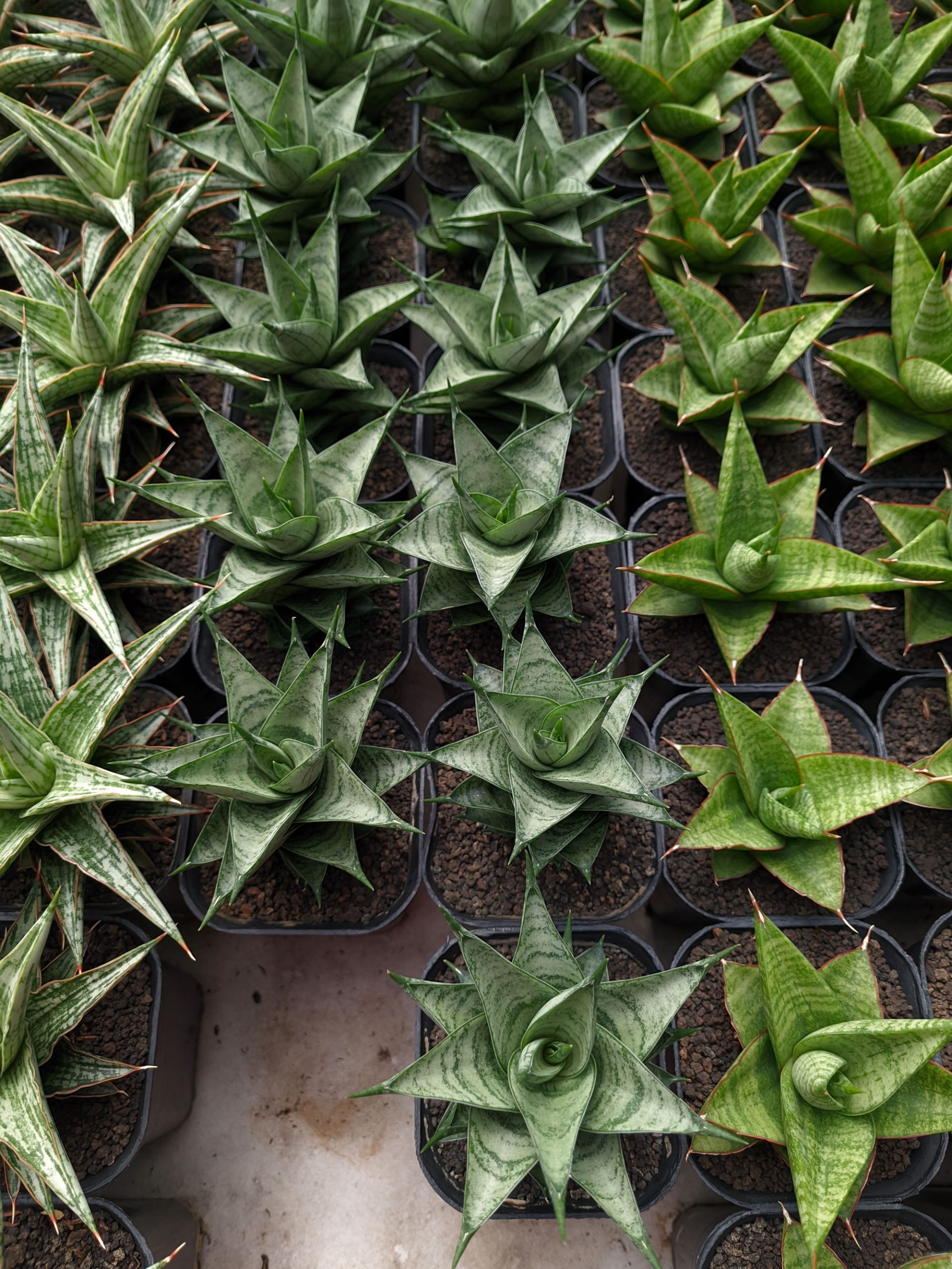 1311. Sansevieria Zora - Image 2