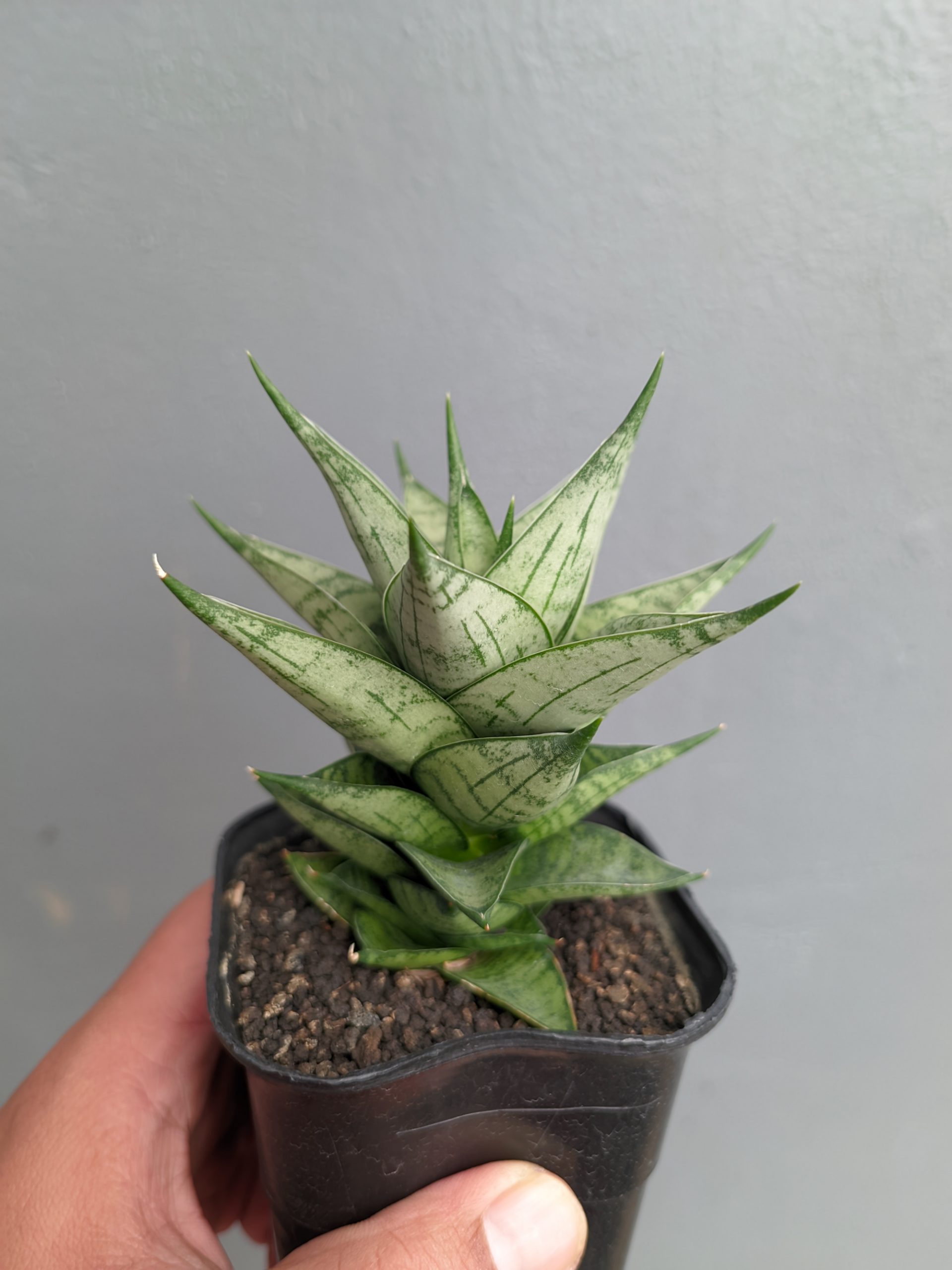 1311. Sansevieria Zora - Image 4