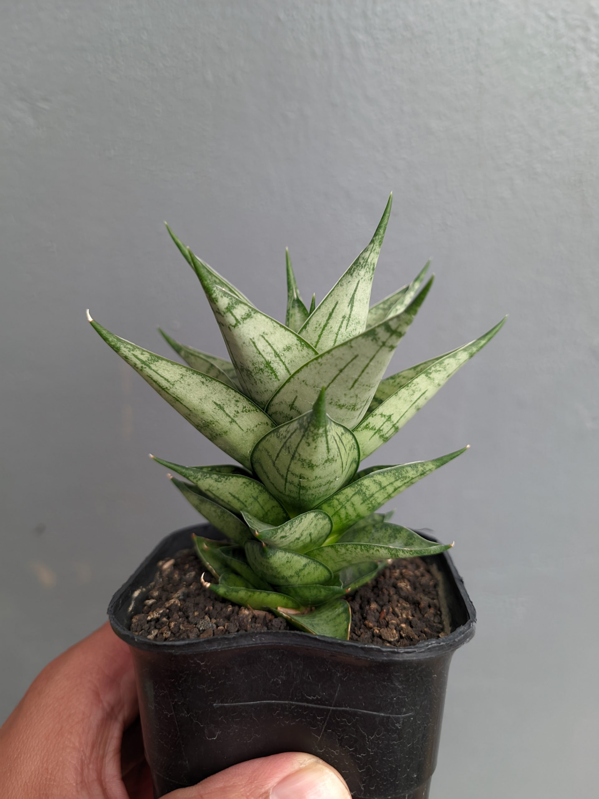 1311. Sansevieria Zora - Image 5