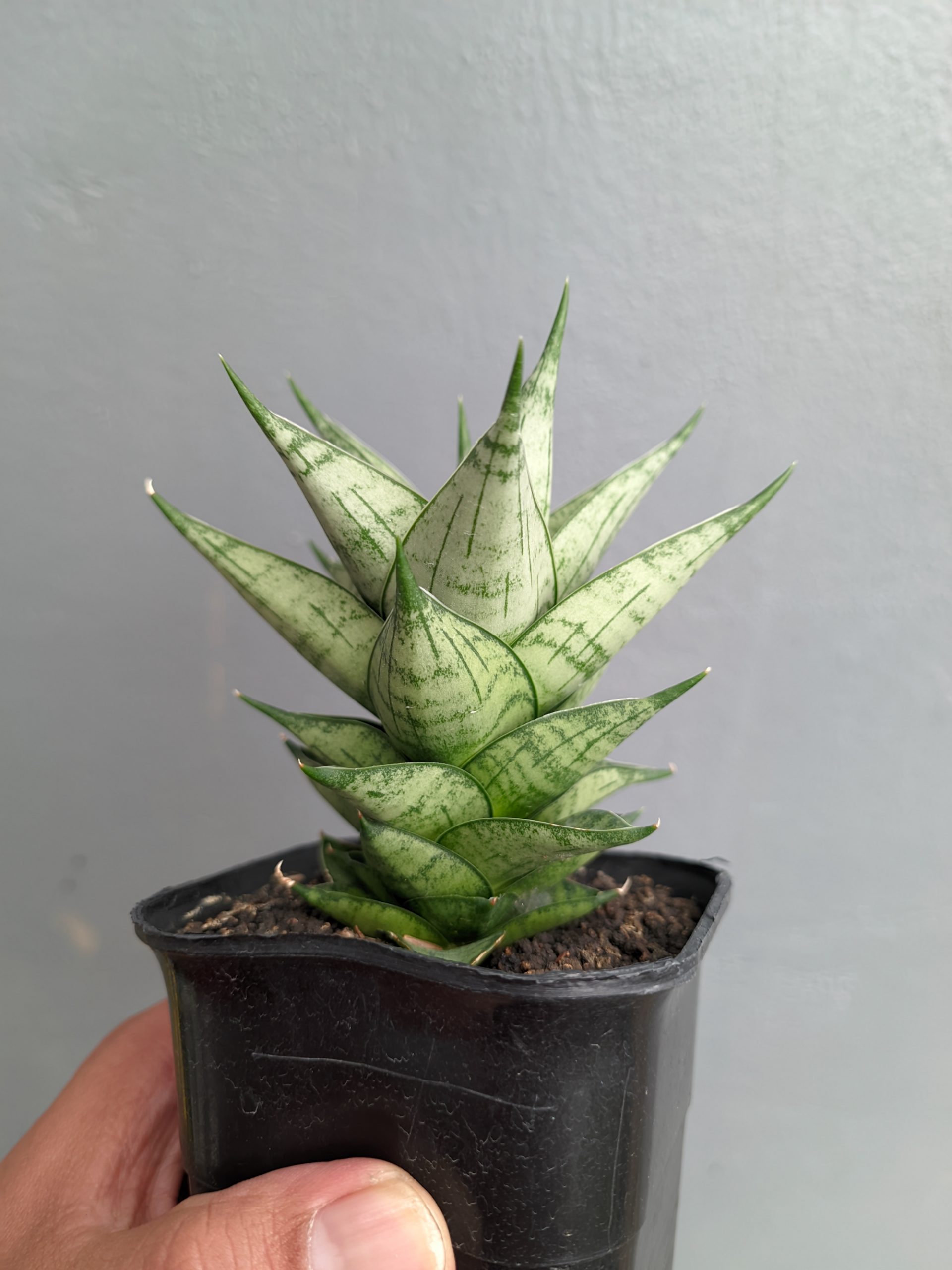 1311. Sansevieria Zora - Image 6
