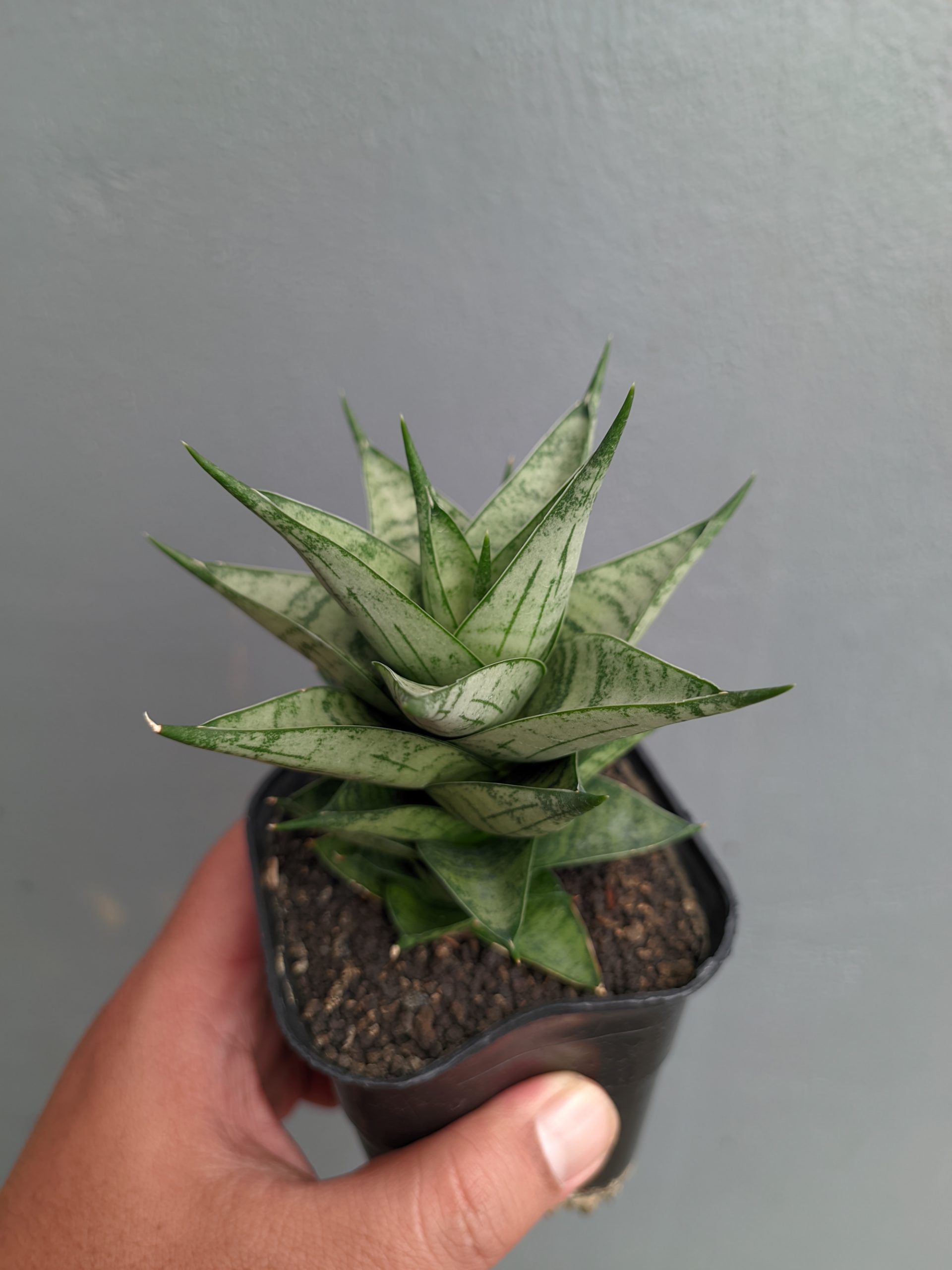 1311. Sansevieria Zora - Image 7
