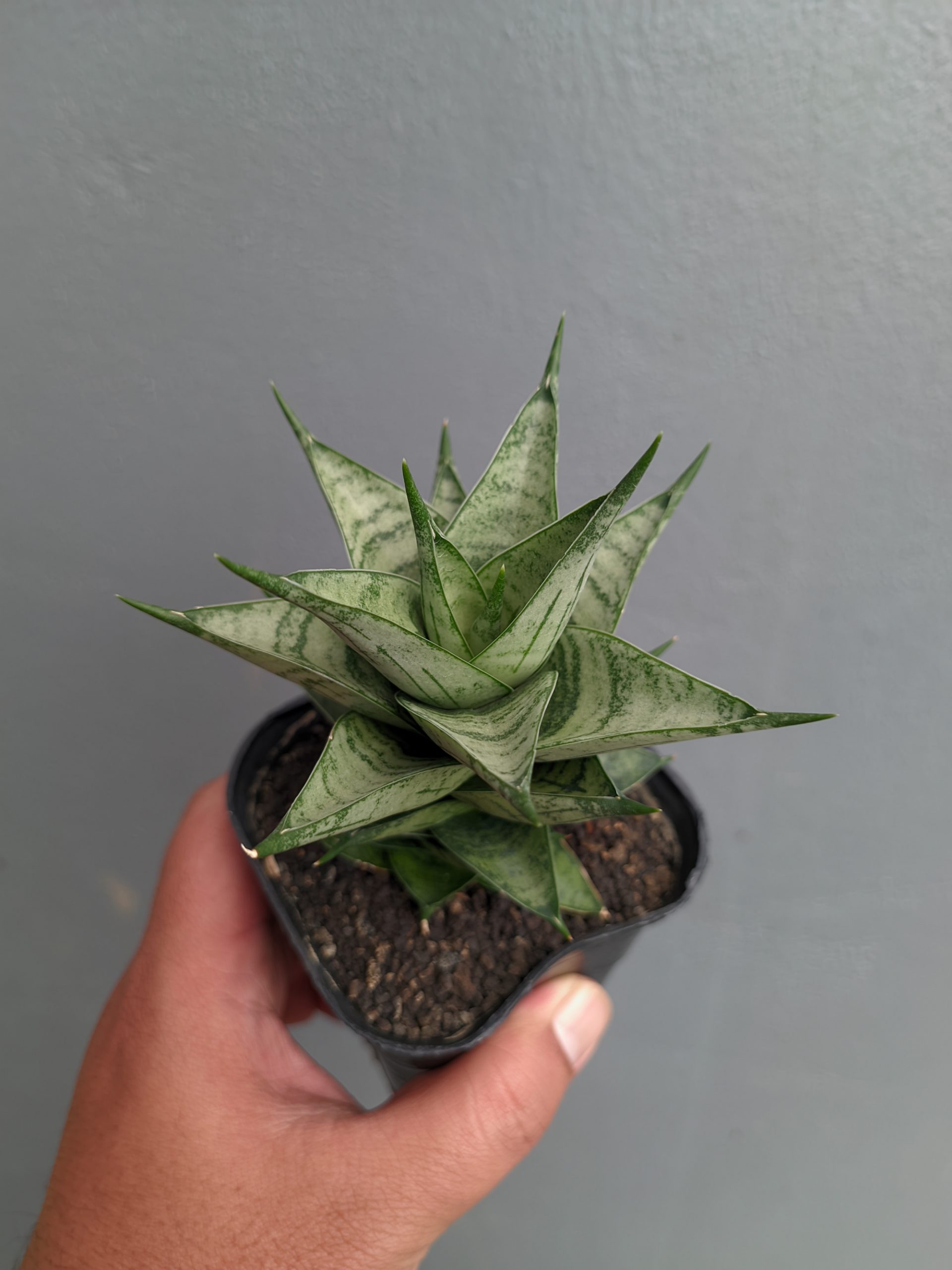 1311. Sansevieria Zora - Image 8
