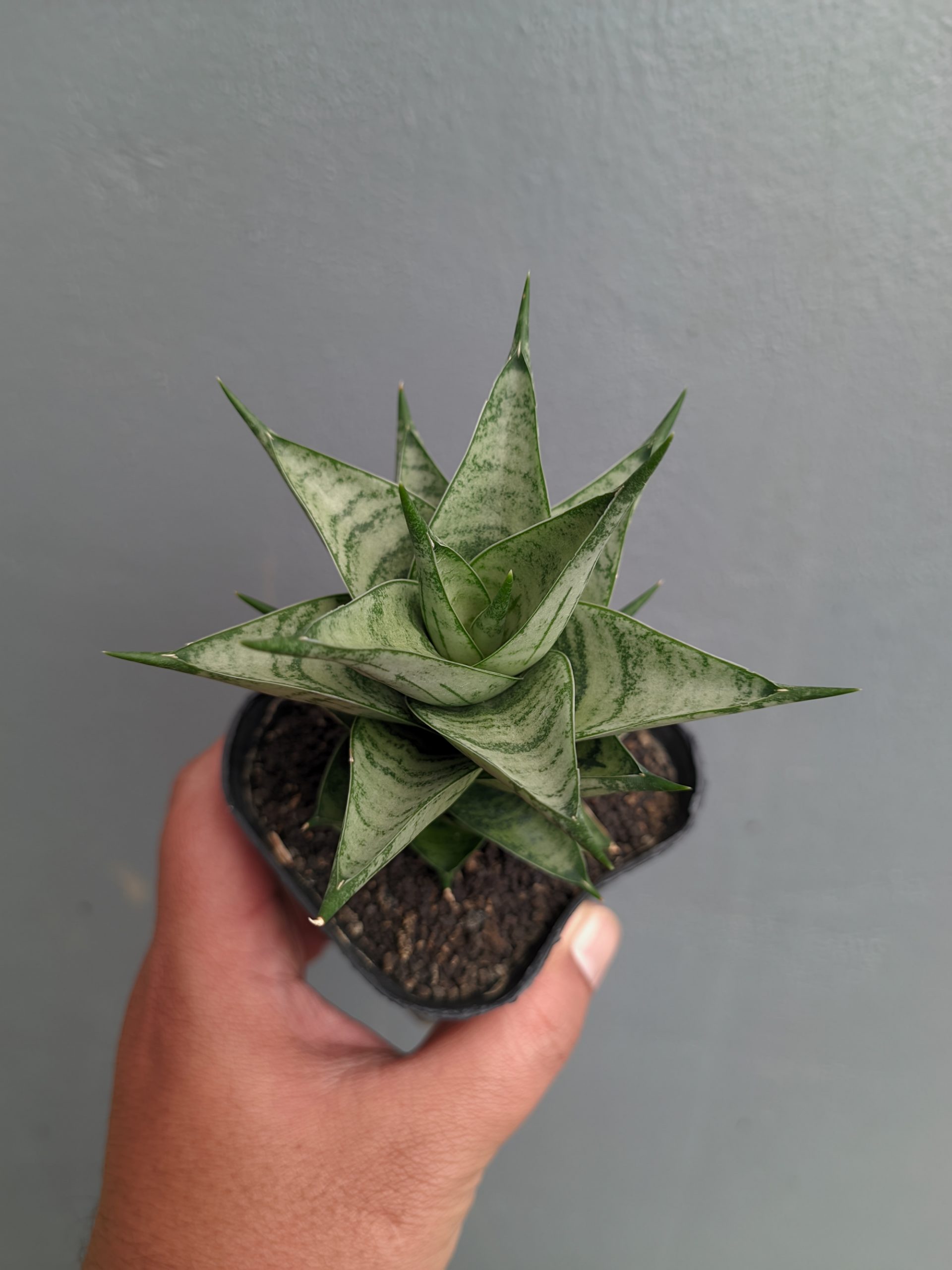 1311. Sansevieria Zora - Image 9