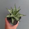 1311. Sansevieria Zora
