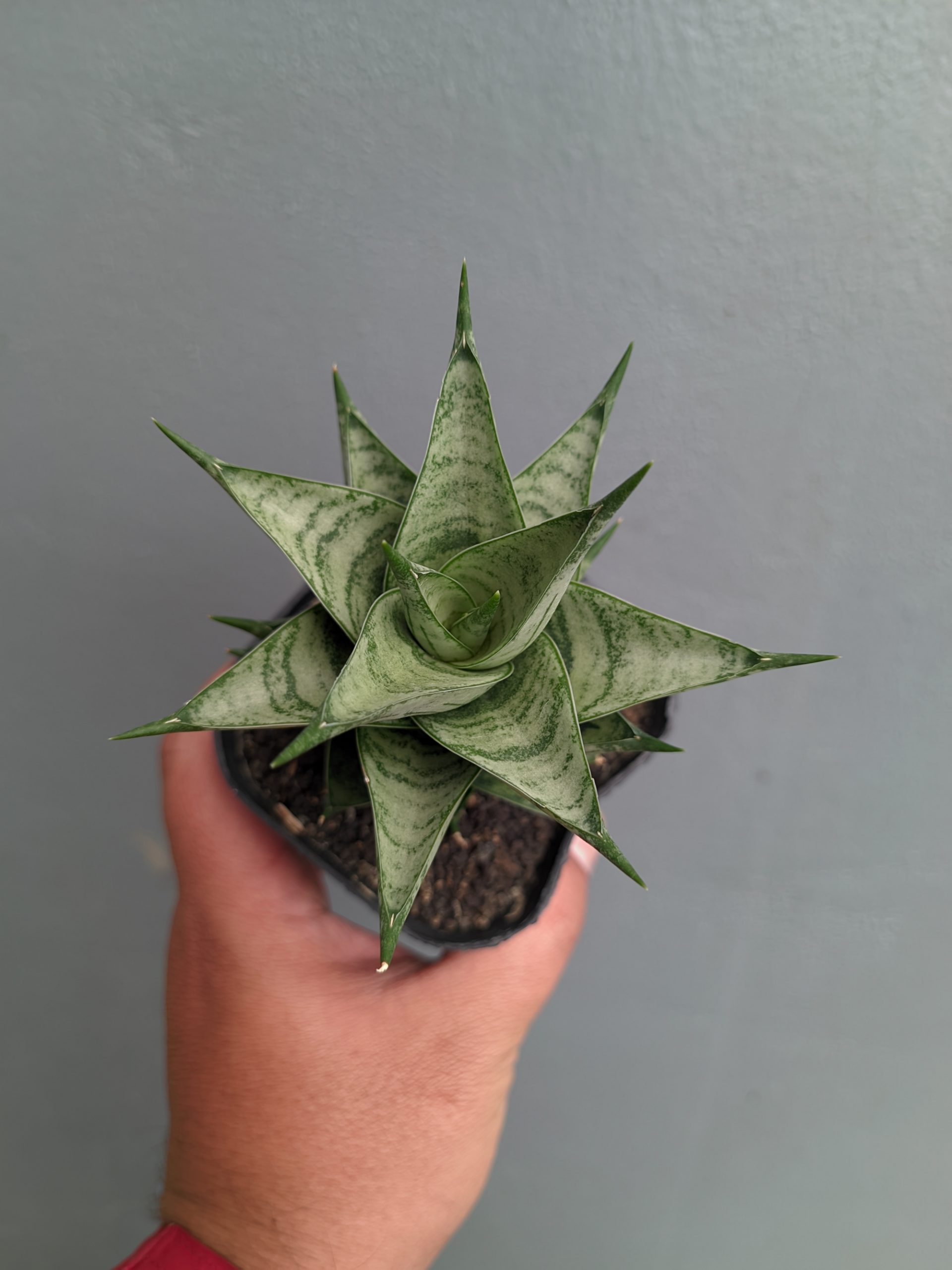 1311. Sansevieria Zora - Image 10