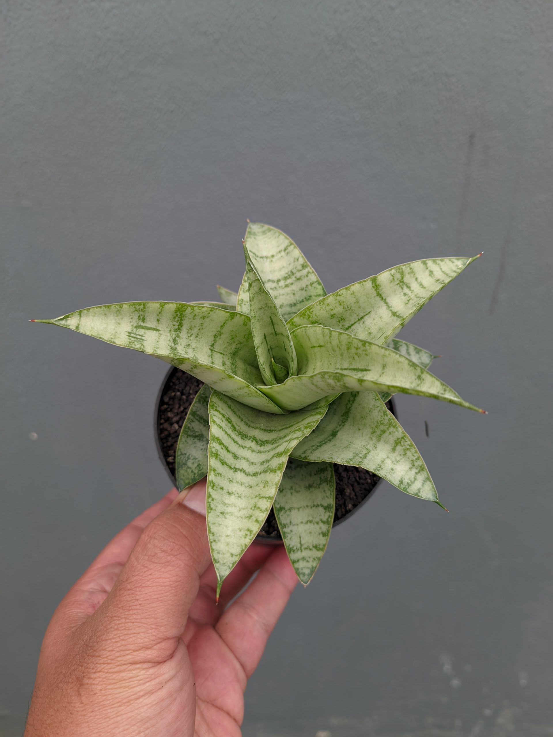 1312. Sansevieria Catrina - Image 2