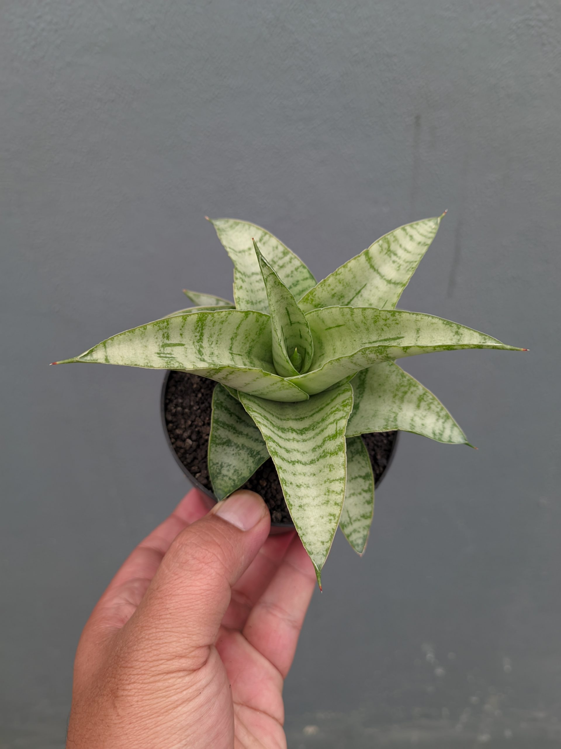 1312. Sansevieria Catrina - Image 11