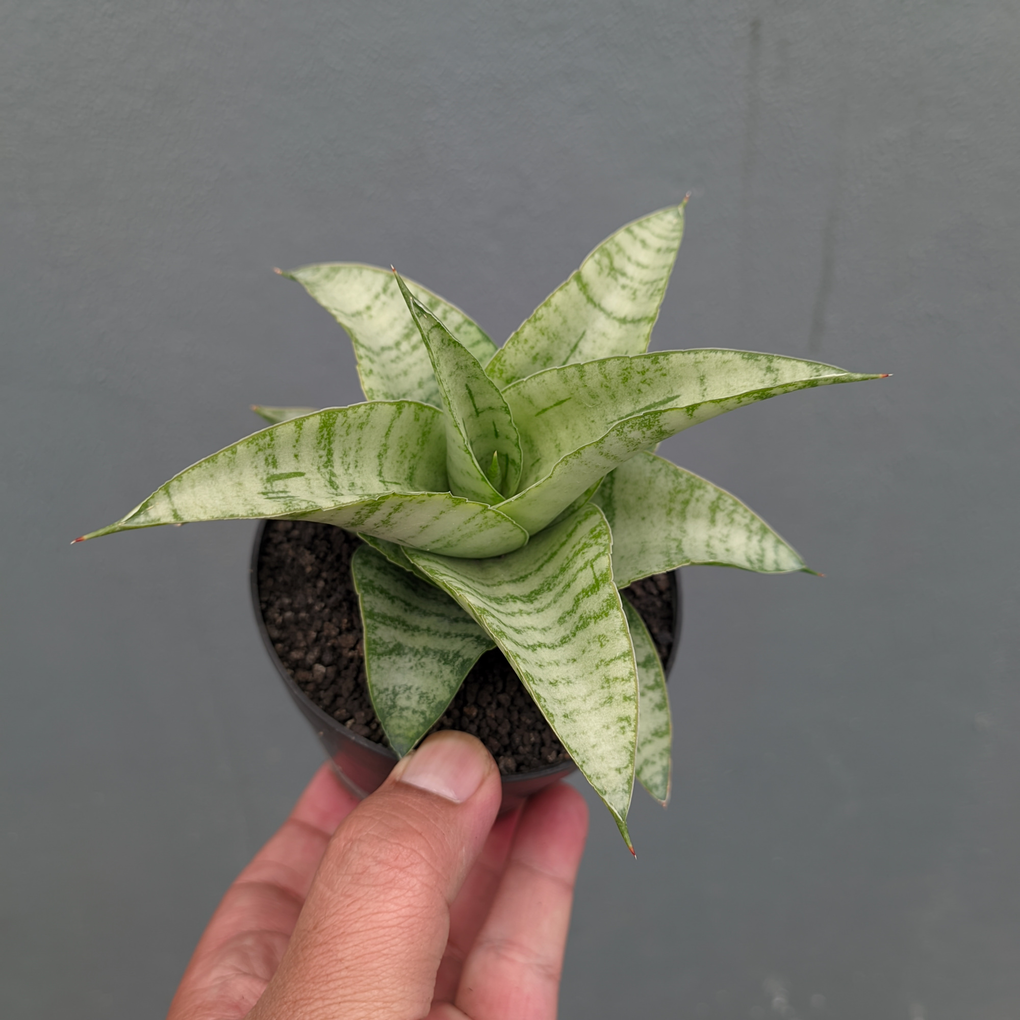 1312. Sansevieria Catrina - Image 12