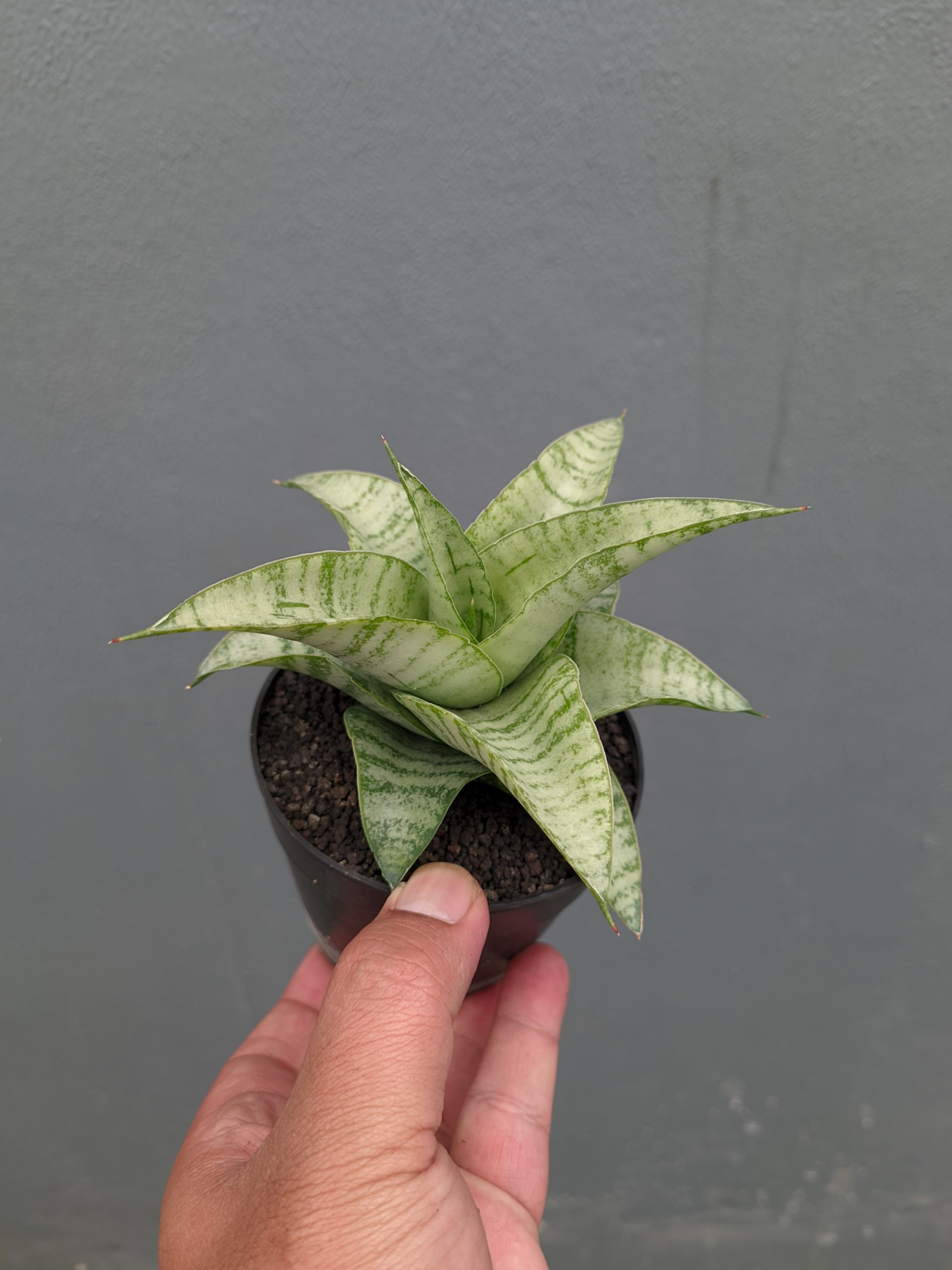 1312. Sansevieria Catrina - Image 13