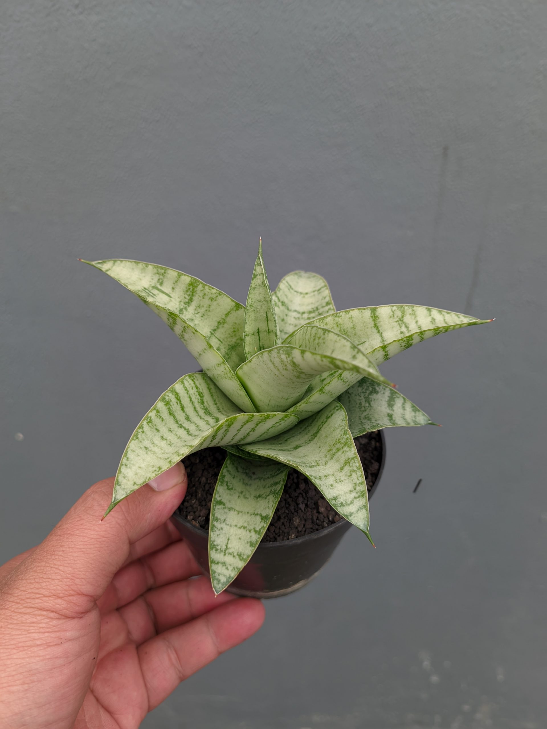 1312. Sansevieria Catrina - Image 4