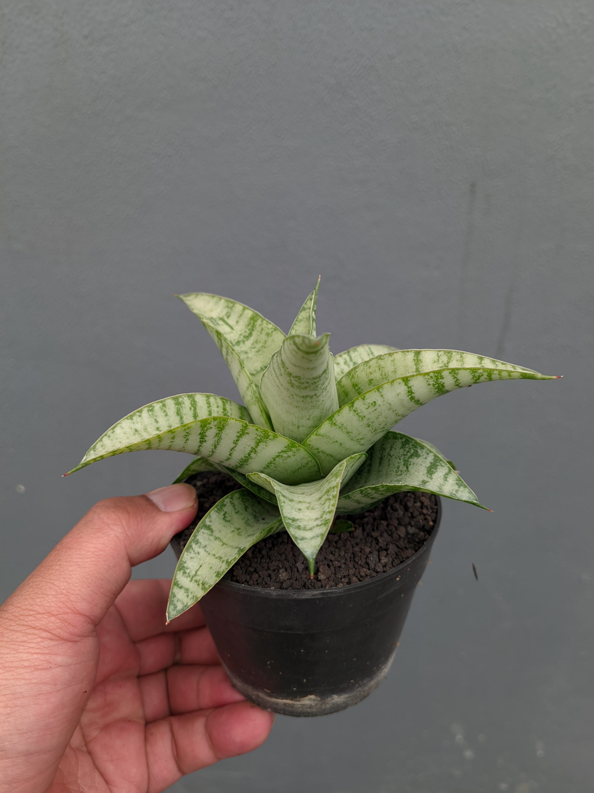 1312. Sansevieria Catrina - Image 6