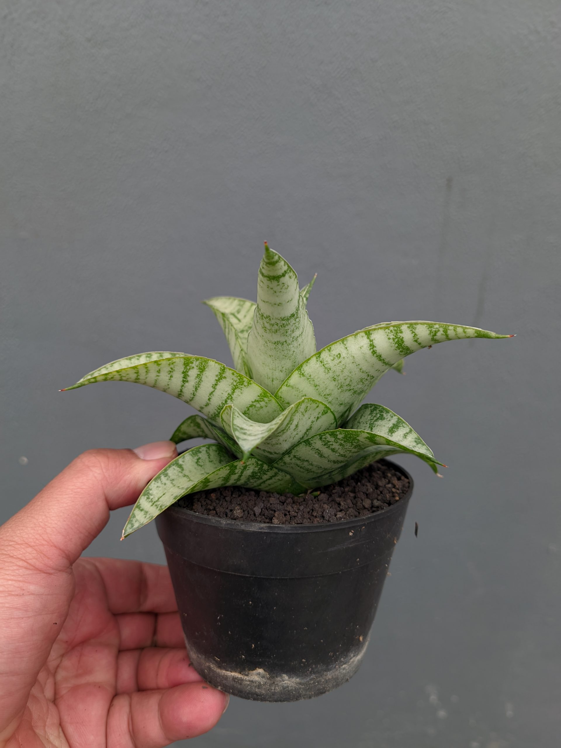 1312. Sansevieria Catrina - Image 9
