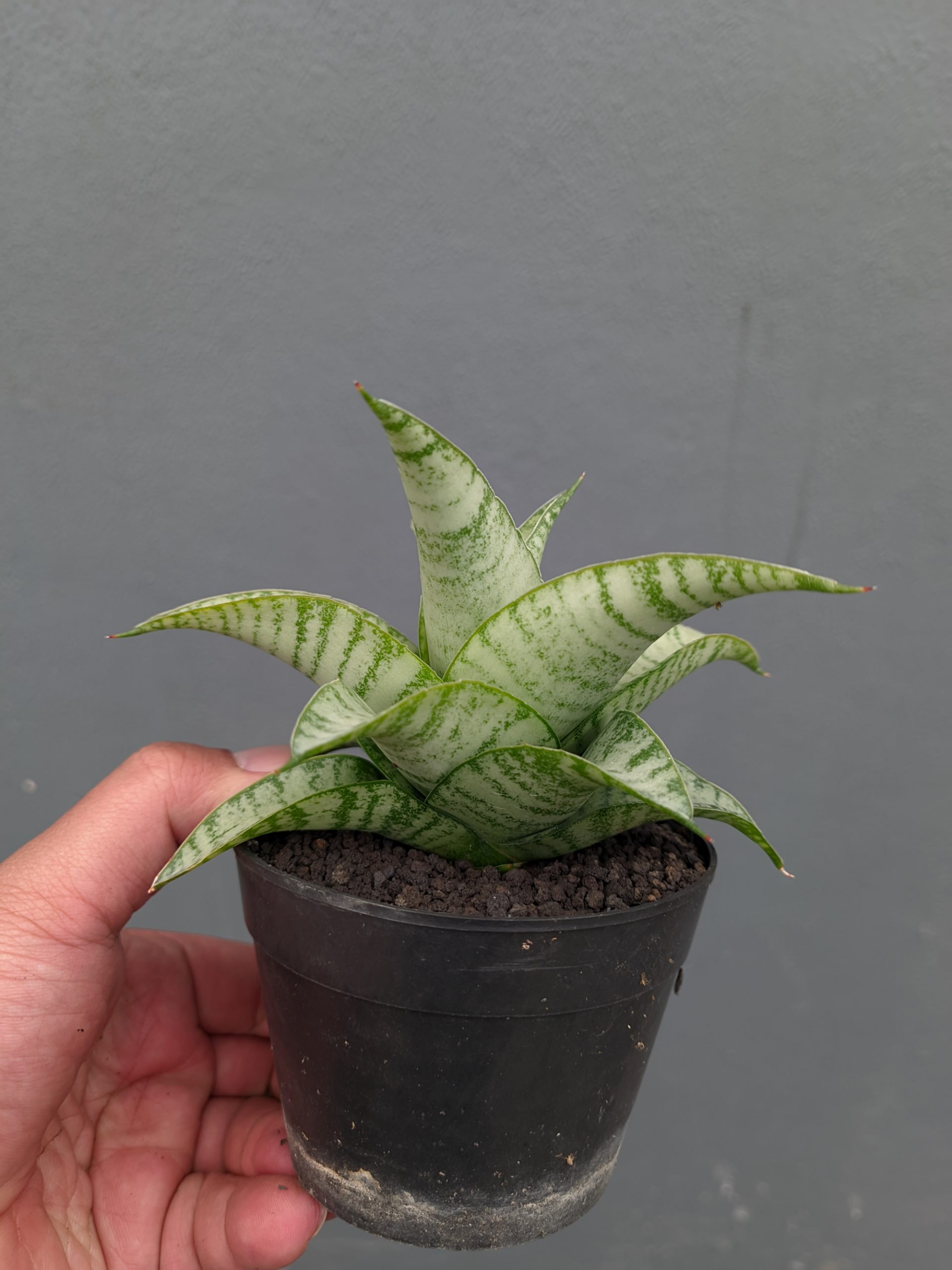 1312. Sansevieria Catrina - Image 5