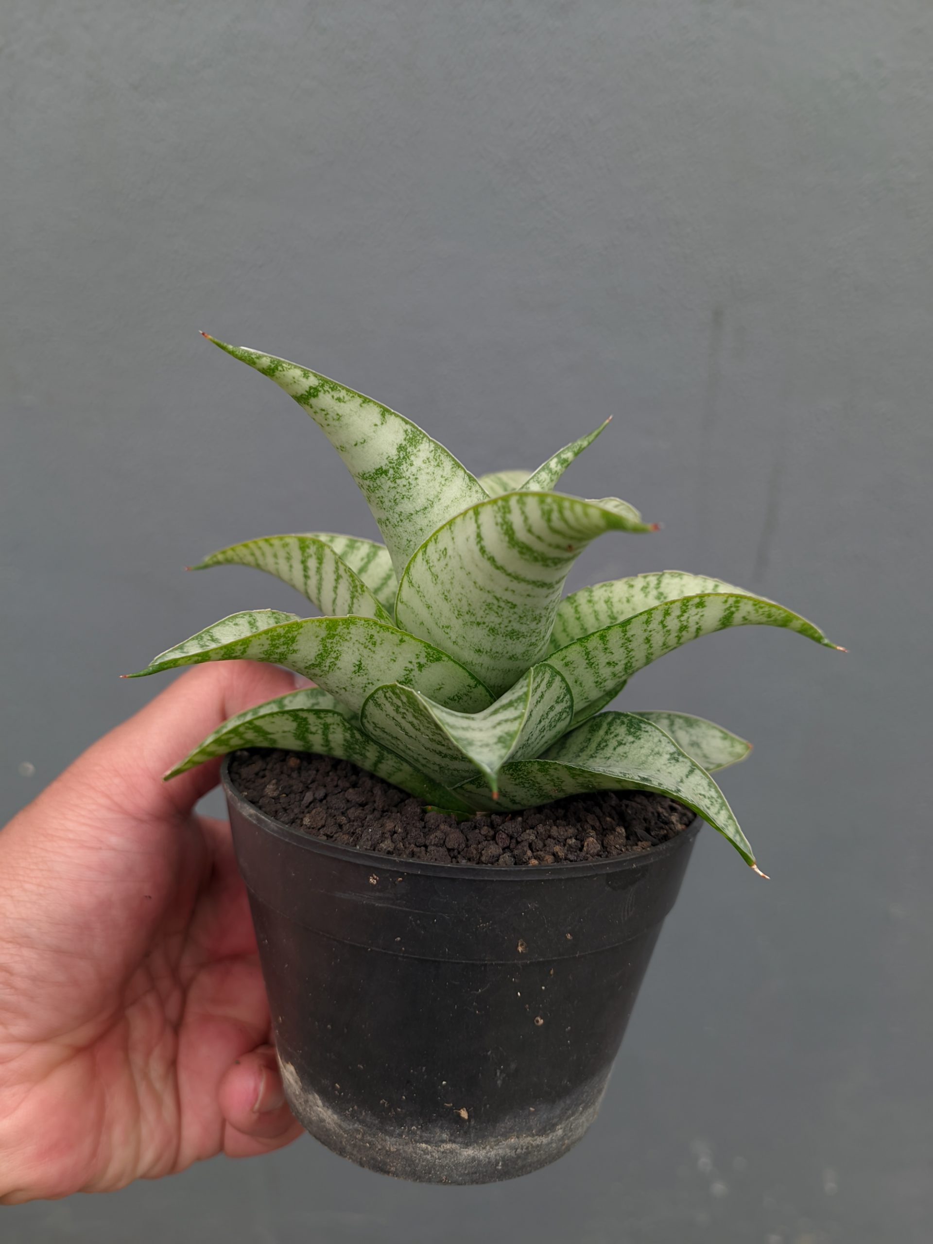 1312. Sansevieria Catrina - Image 3