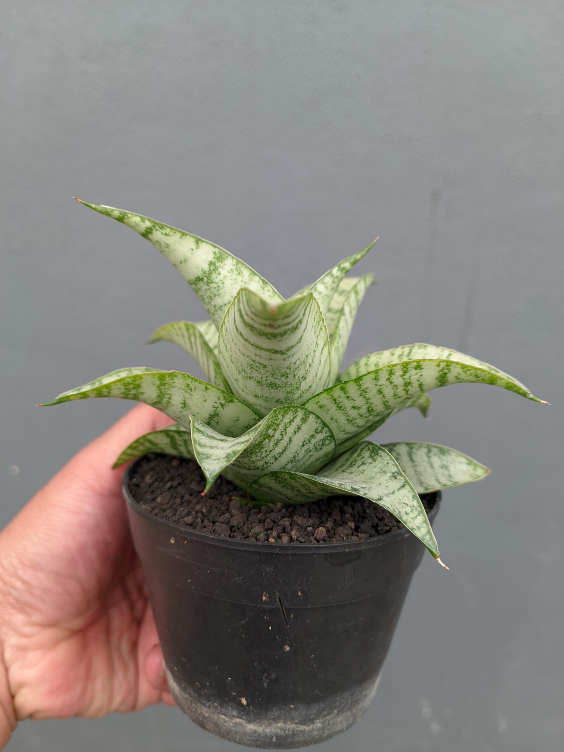 1312. Sansevieria Catrina - Image 7