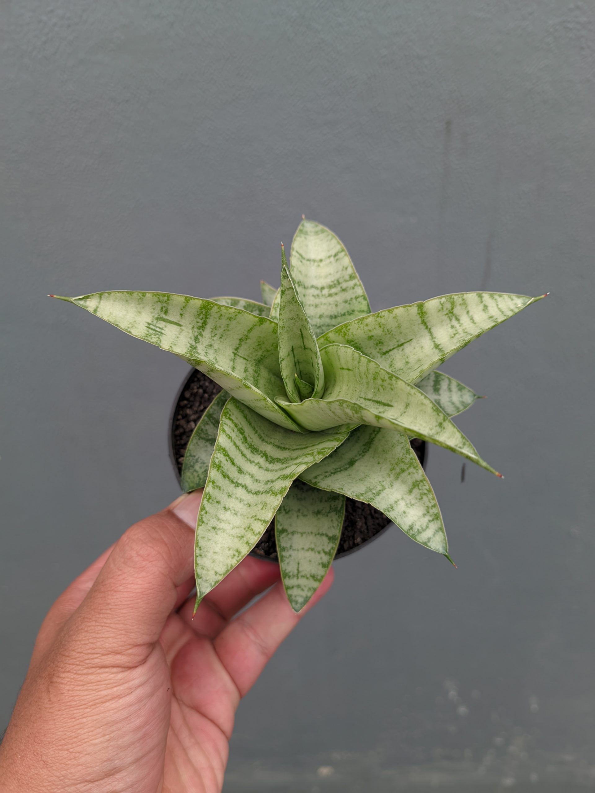 1312. Sansevieria Catrina - Image 8