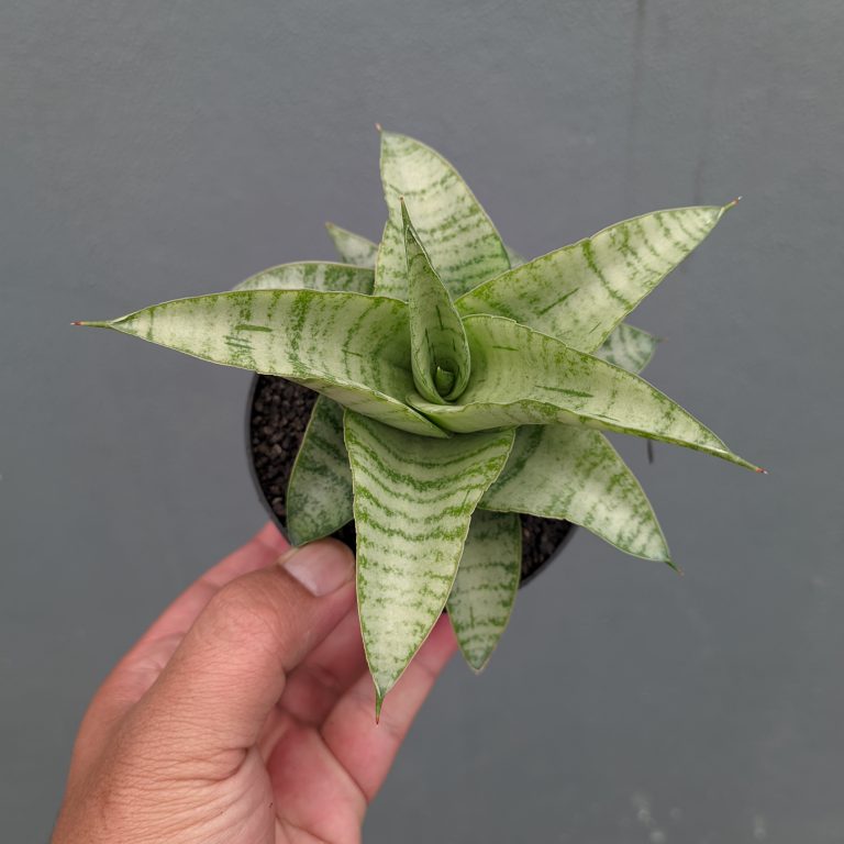 1312. Sansevieria Catrina