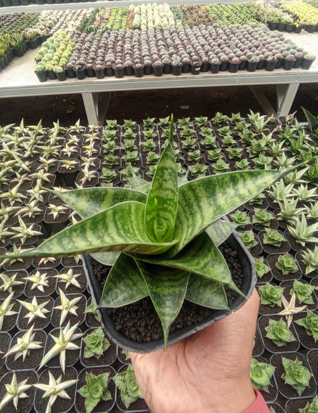 1314. Sansevieria Kinobi - Image 2