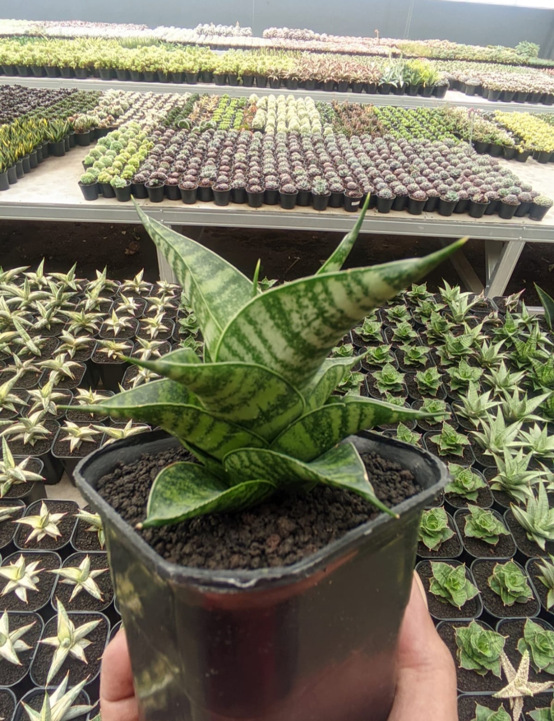 1314. Sansevieria Kinobi - Image 3