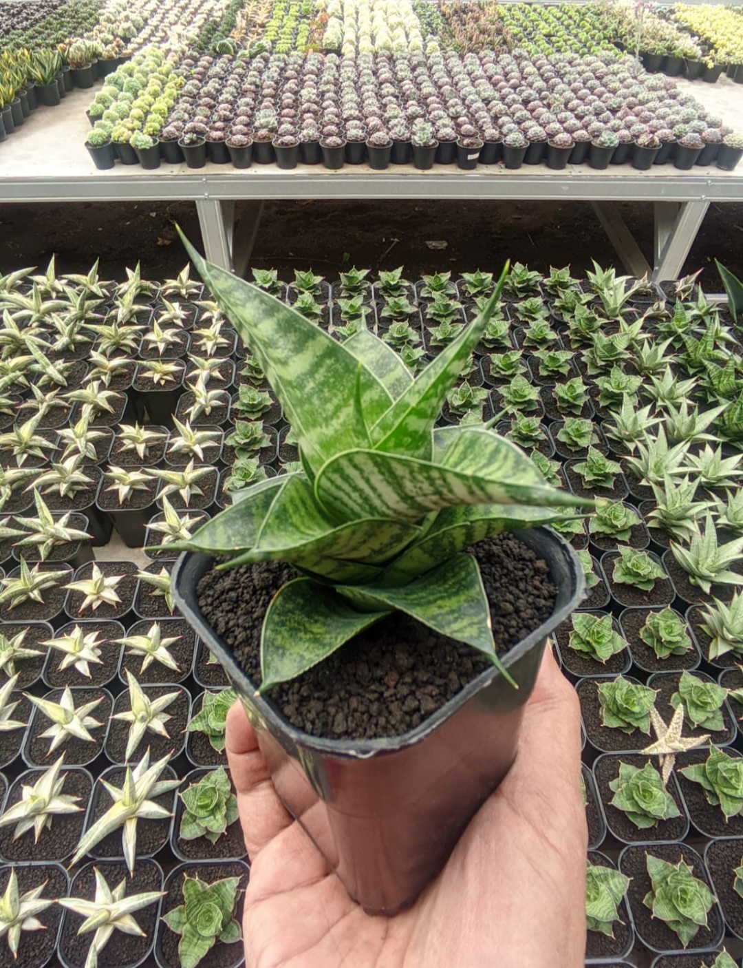 1314. Sansevieria Kinobi - Image 4