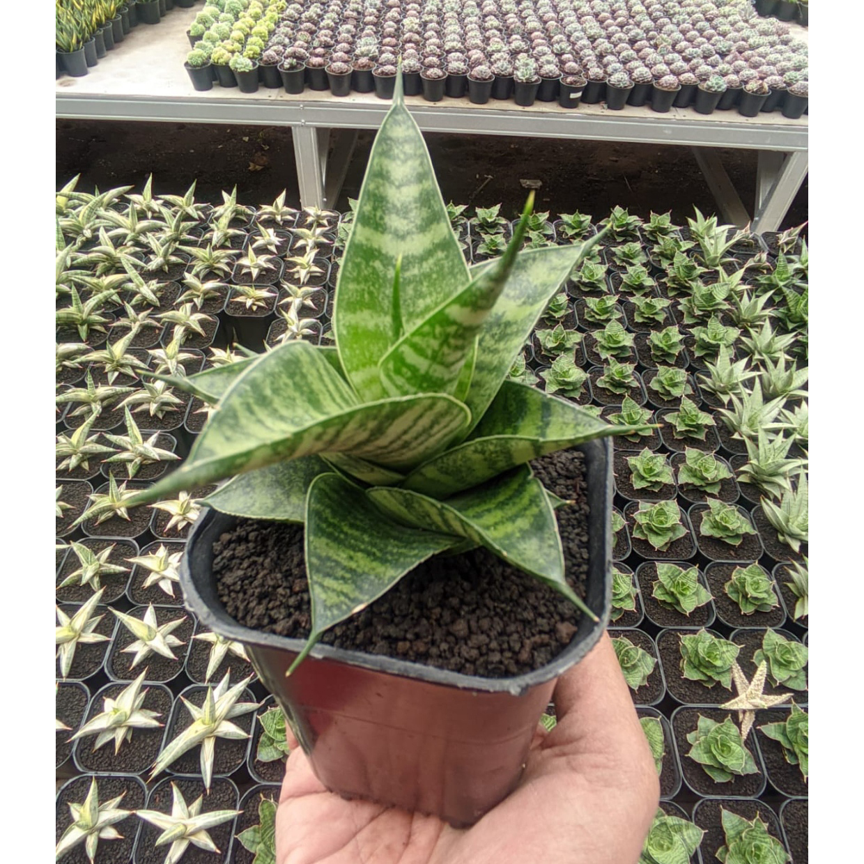 1314. Sansevieria Kinobi